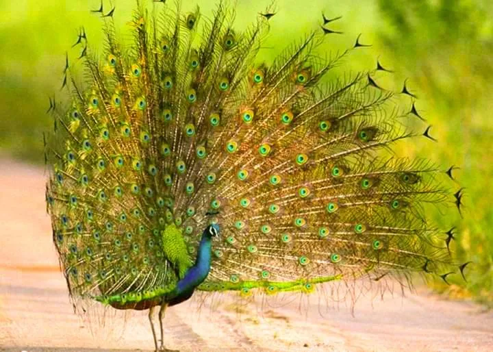 Peacock Riverside