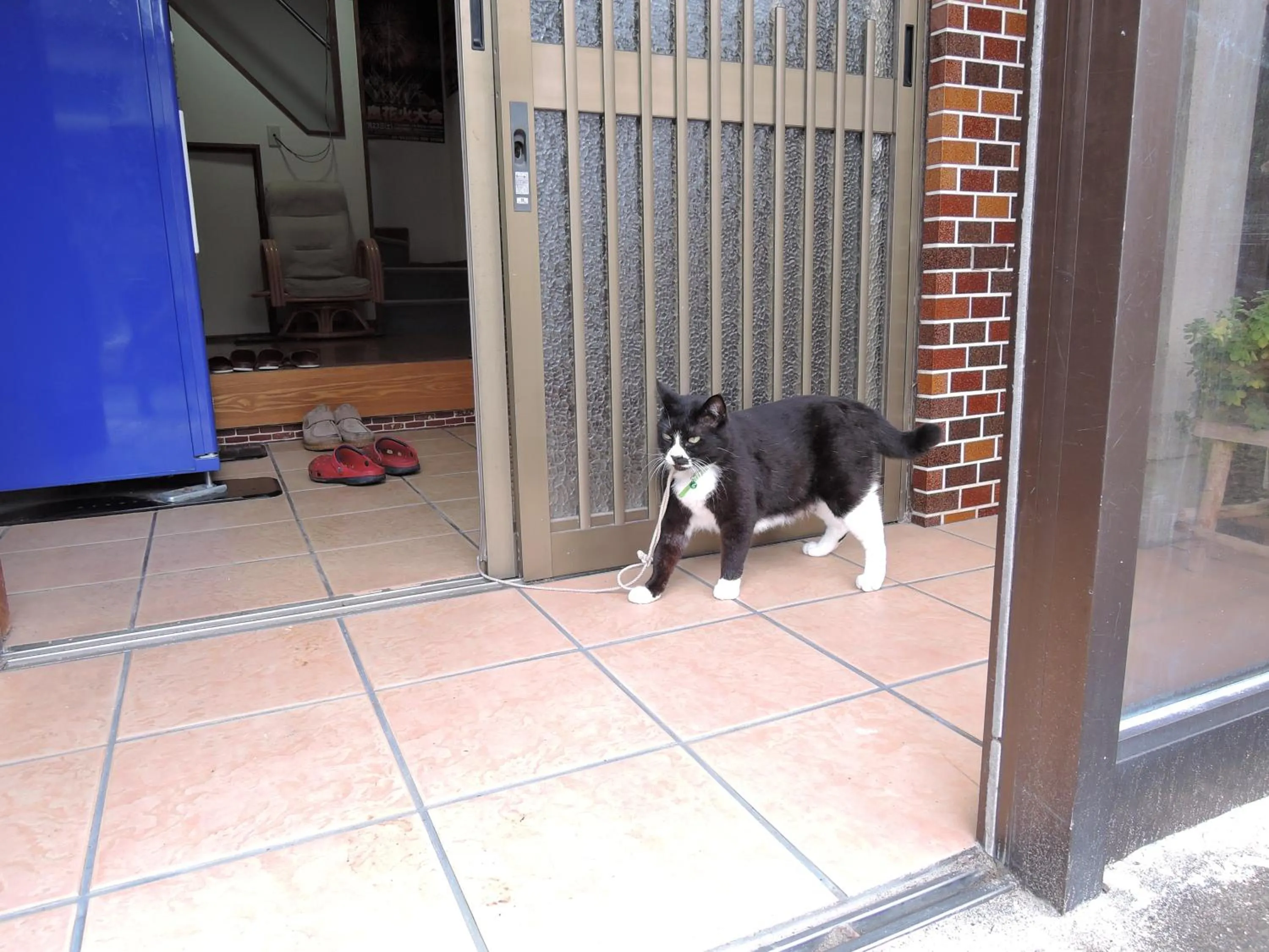 Animals in Minshuku Osaki