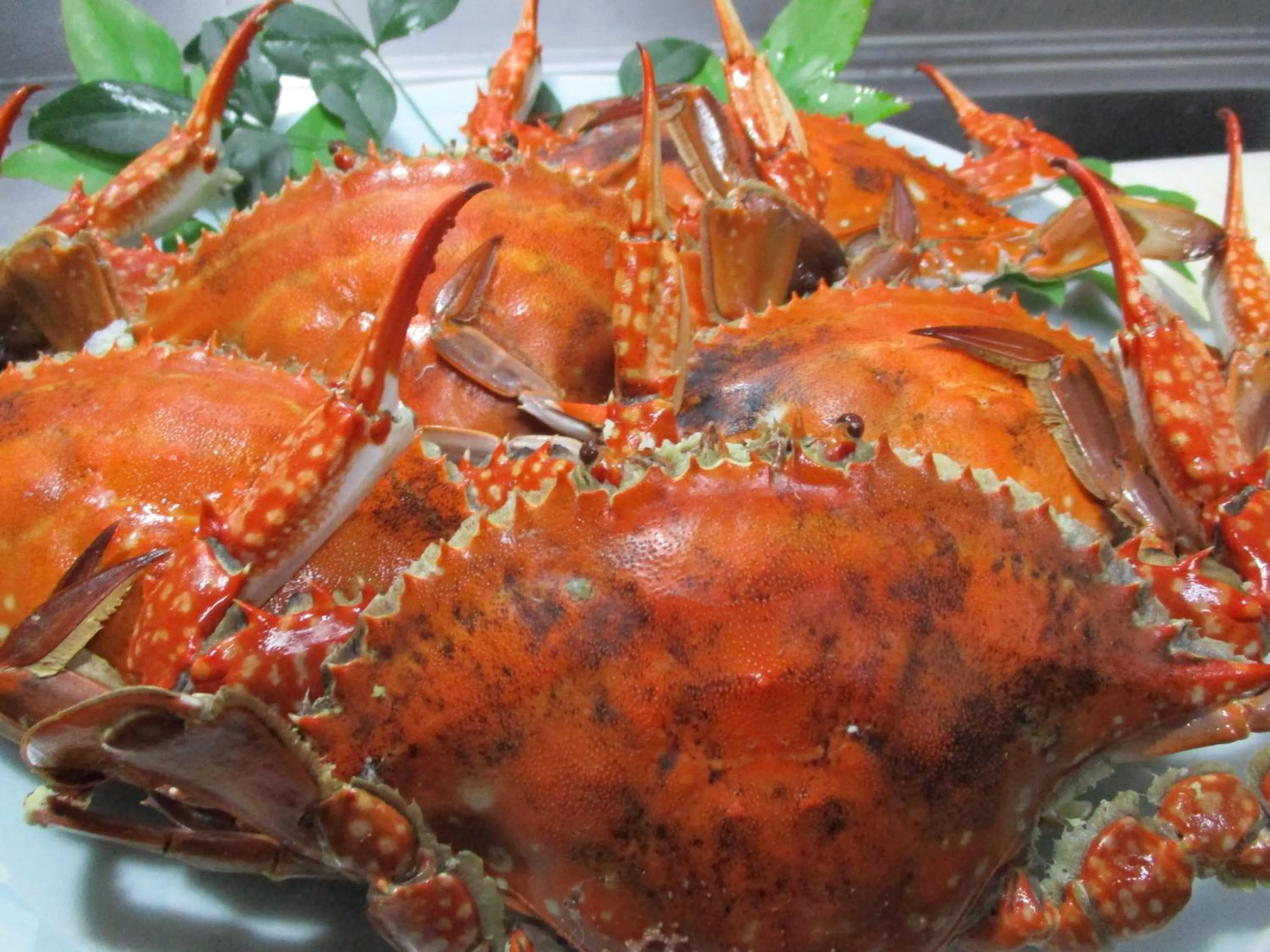 Dinner in Minshuku Osaki