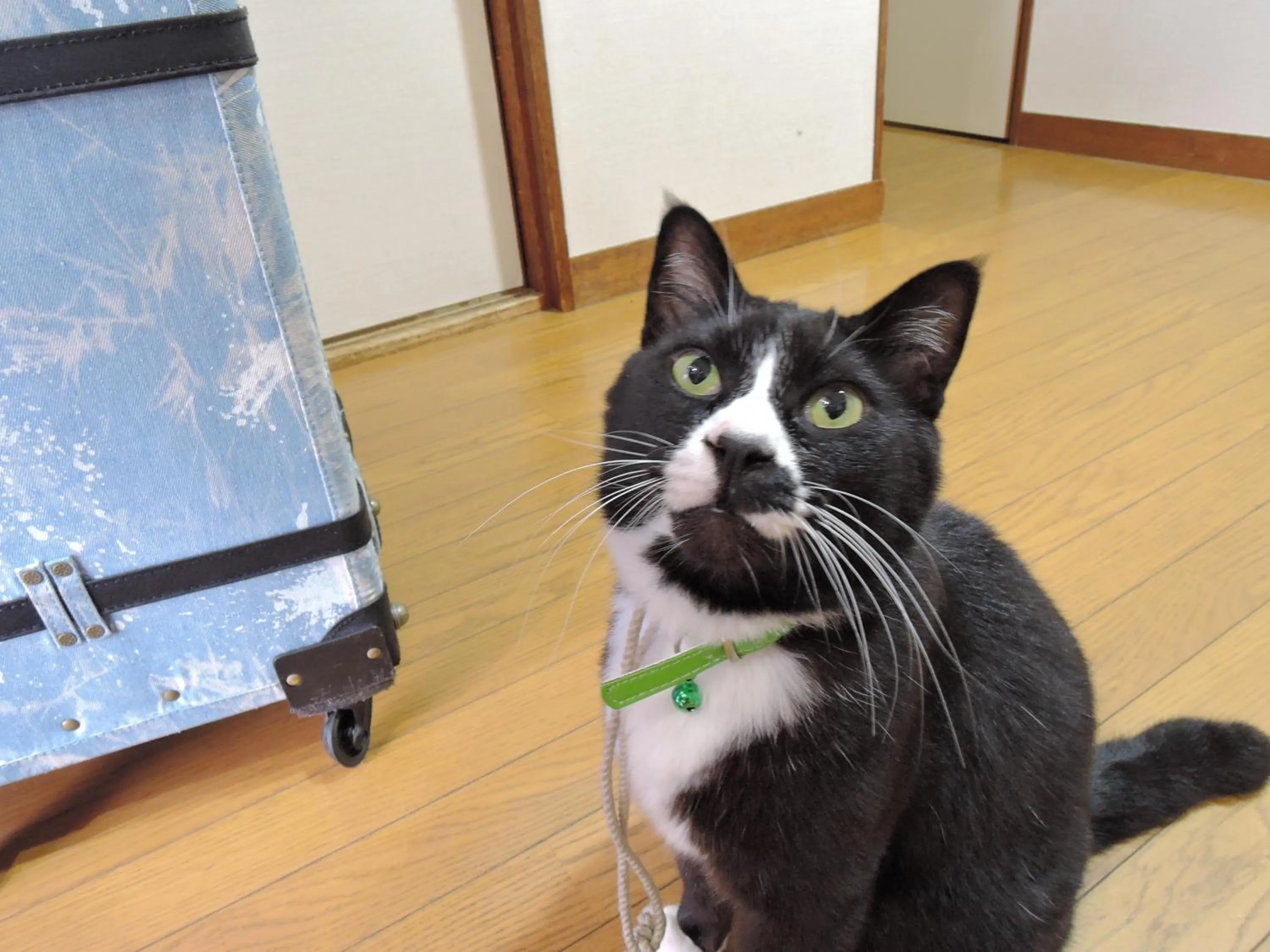 Animals in Minshuku Osaki