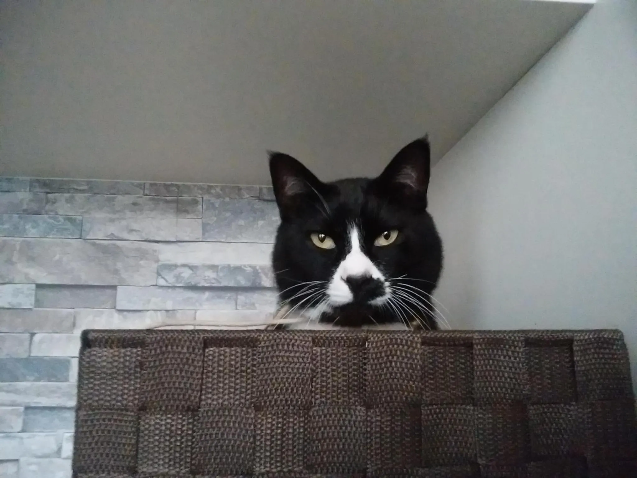 Animals in Minshuku Osaki