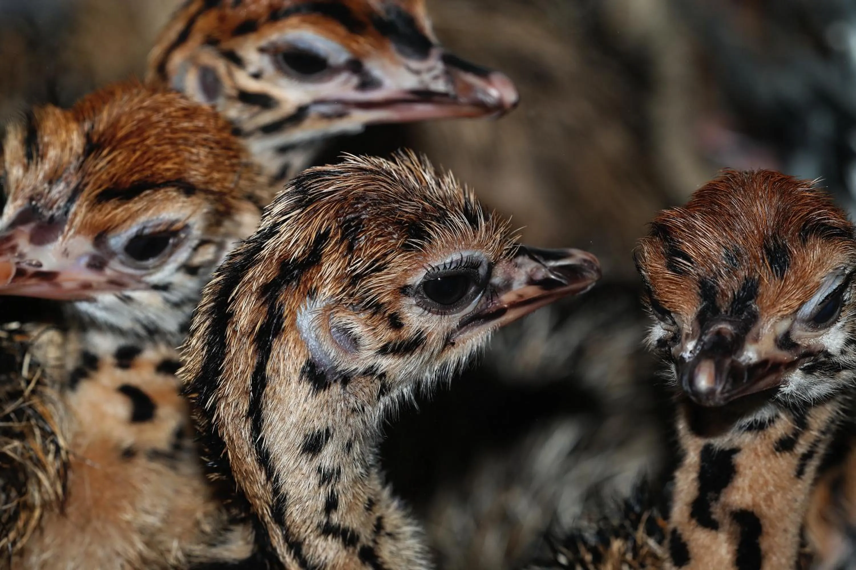 Activities in Berluda Farmhouse and Cottages