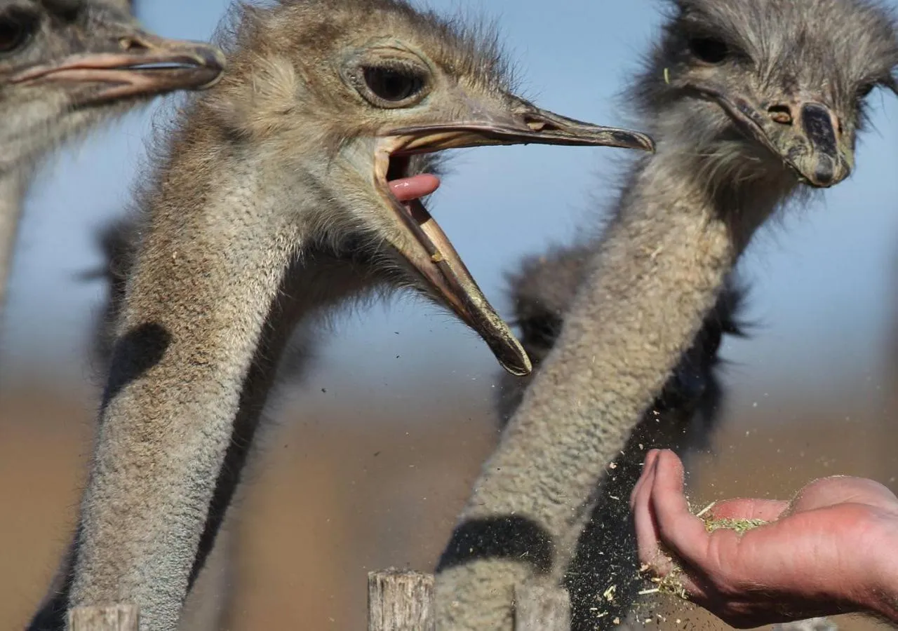 Animals in Berluda Farmhouse and Cottages