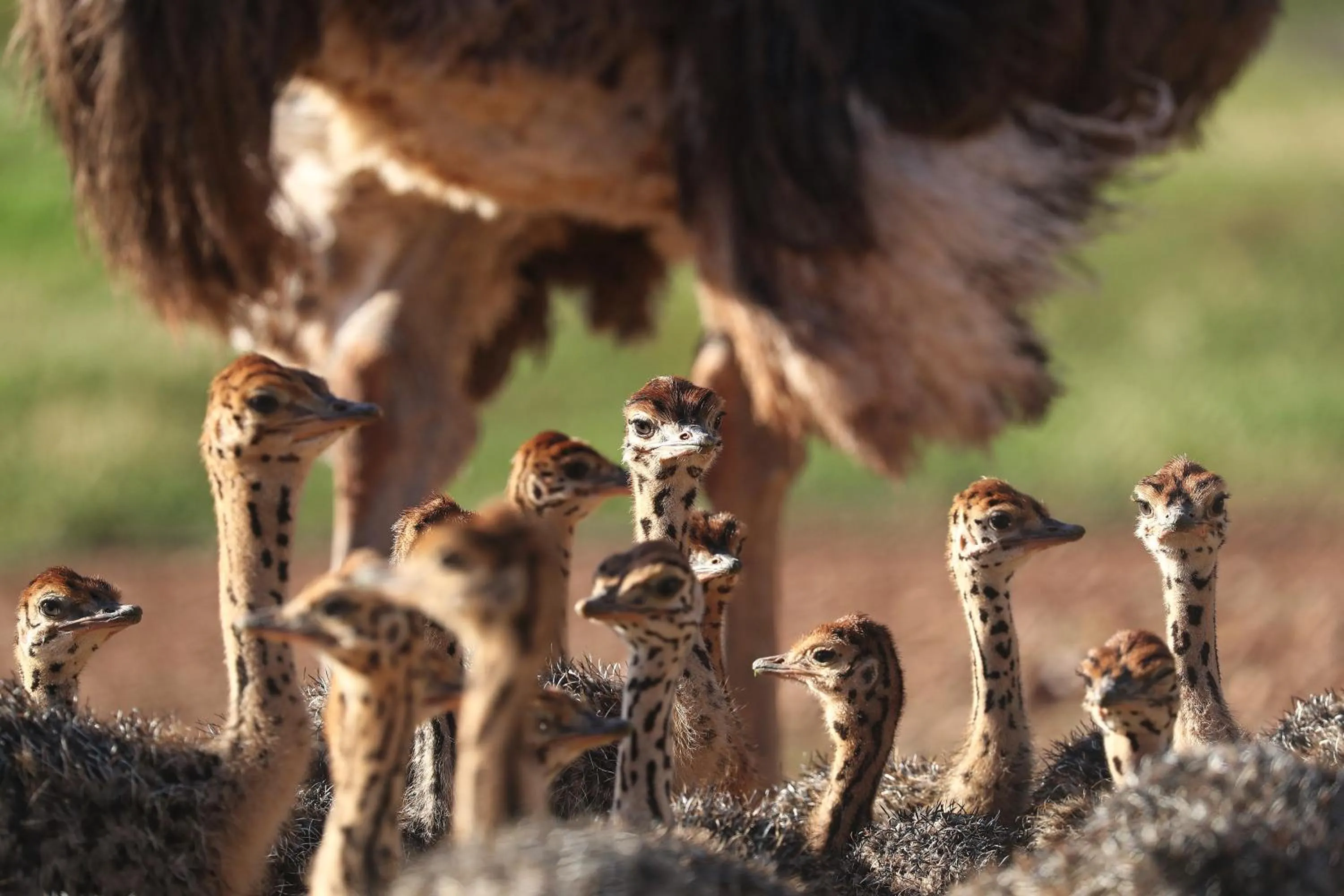 Animals in Berluda Farmhouse and Cottages