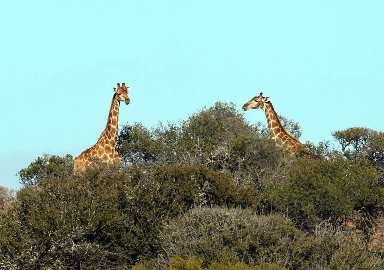 Animals in Berluda Farmhouse and Cottages
