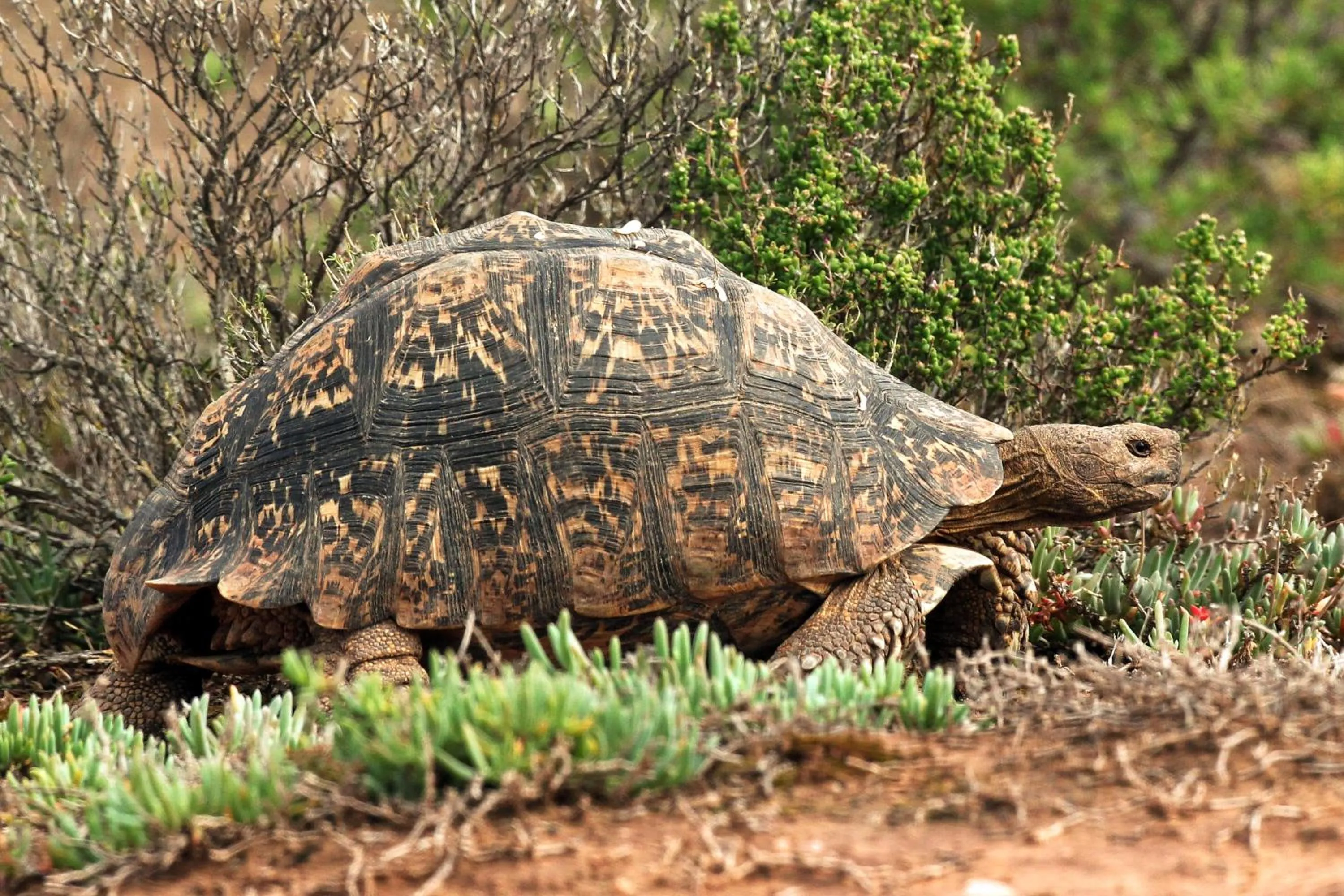 Animals in Berluda Farmhouse and Cottages