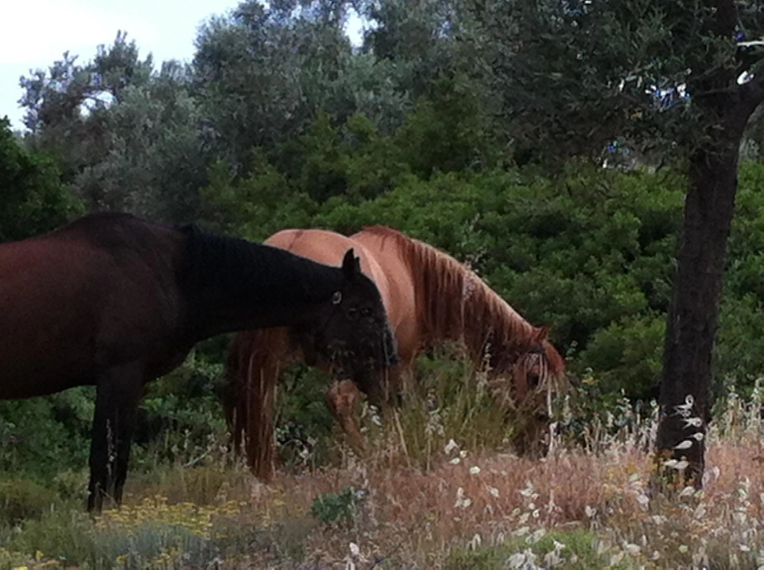 Animals in Alegria Villas Complex