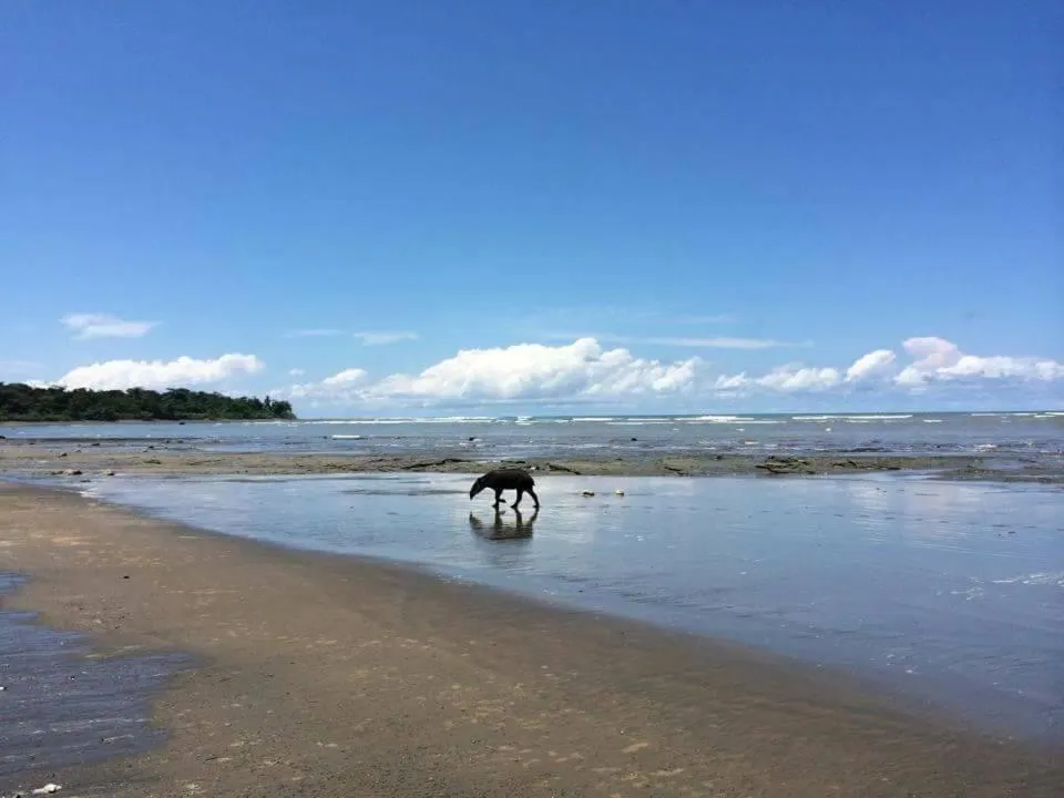 Animals in Hidden Paradise Lodge