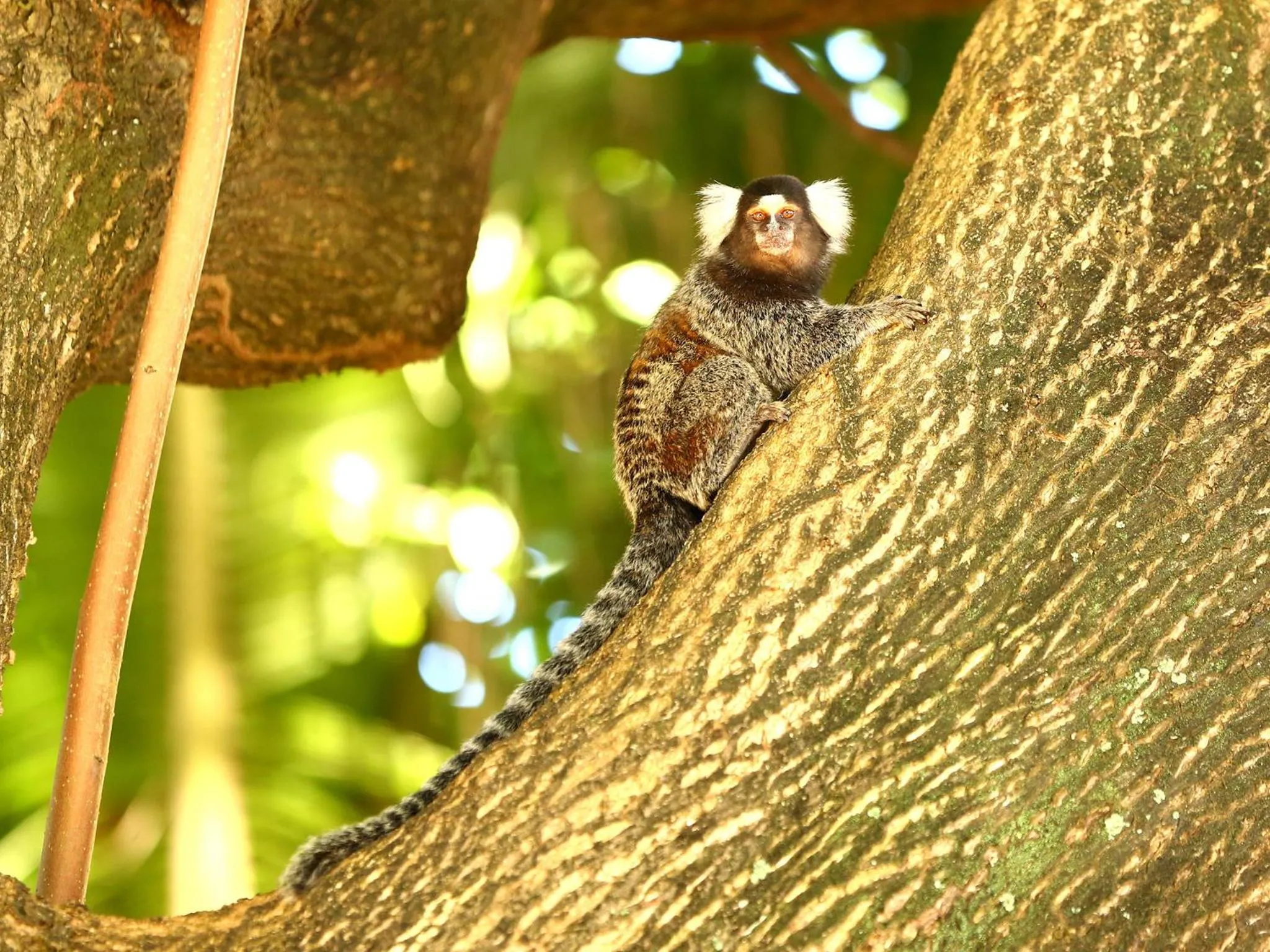 Animals in Pousada dos Coqueiros