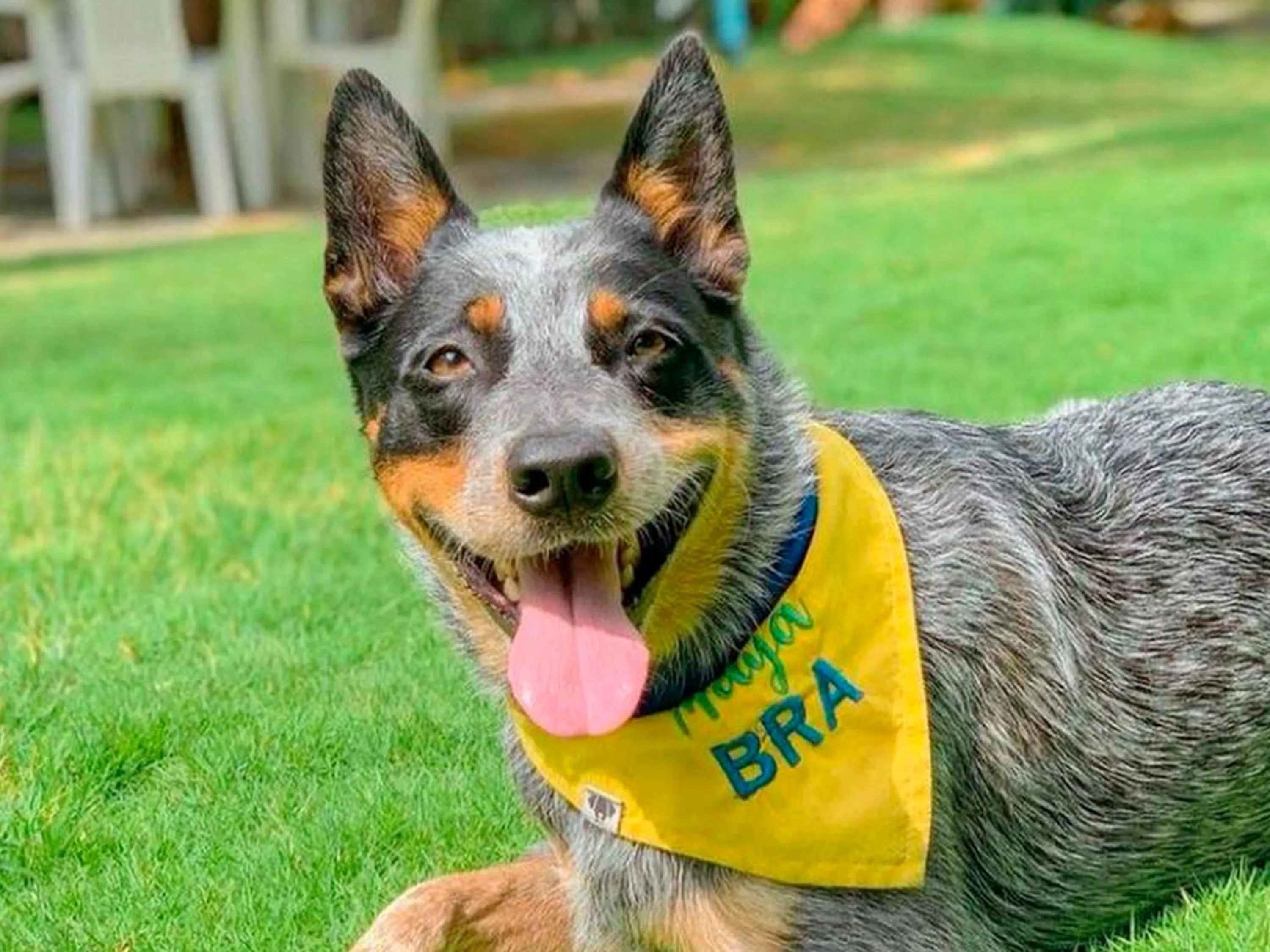 Pets in Pousada dos Coqueiros
