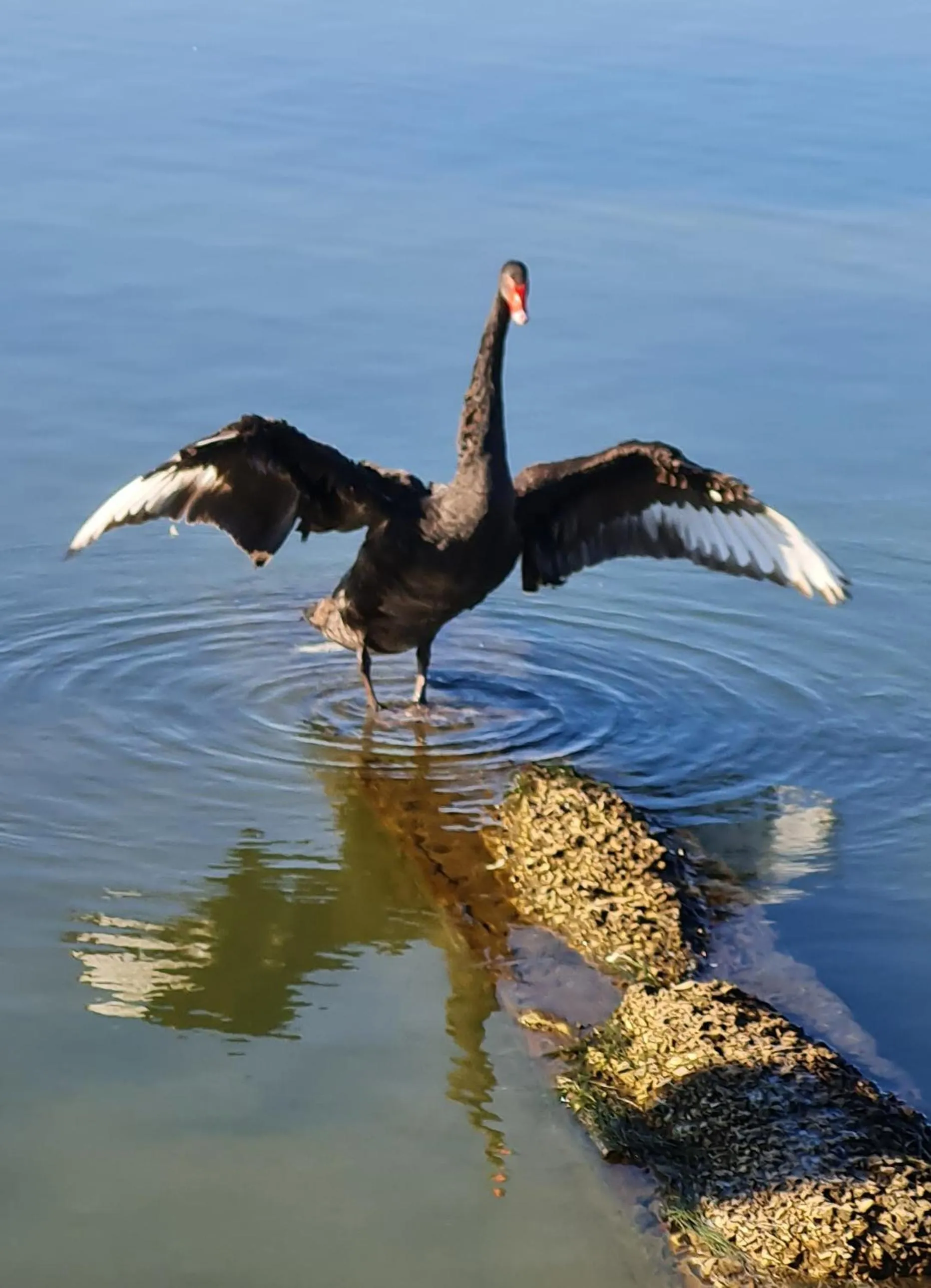 Animals in L'ISOLA AeR B&B