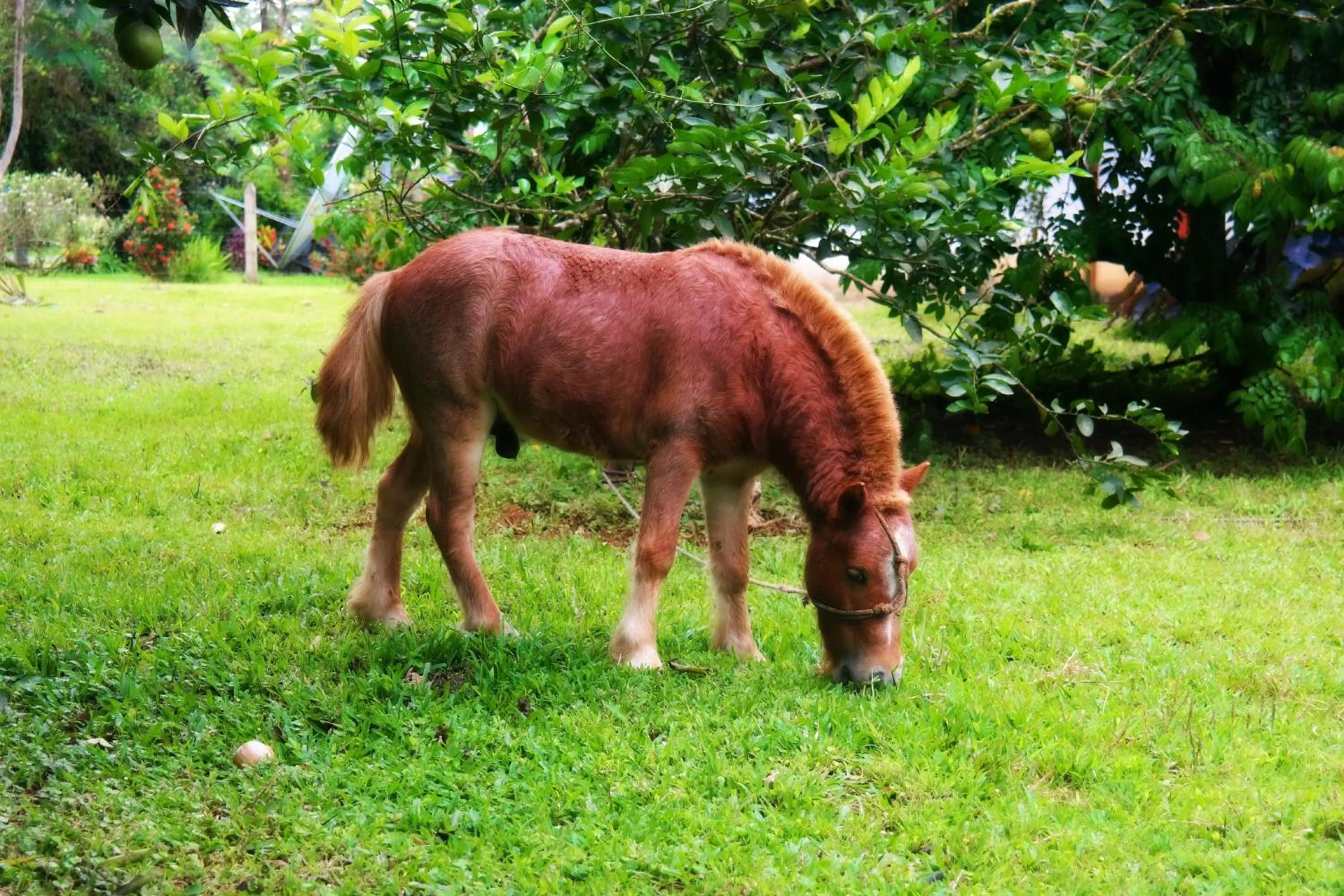 Animals in Blue River Resort & Hot Springs