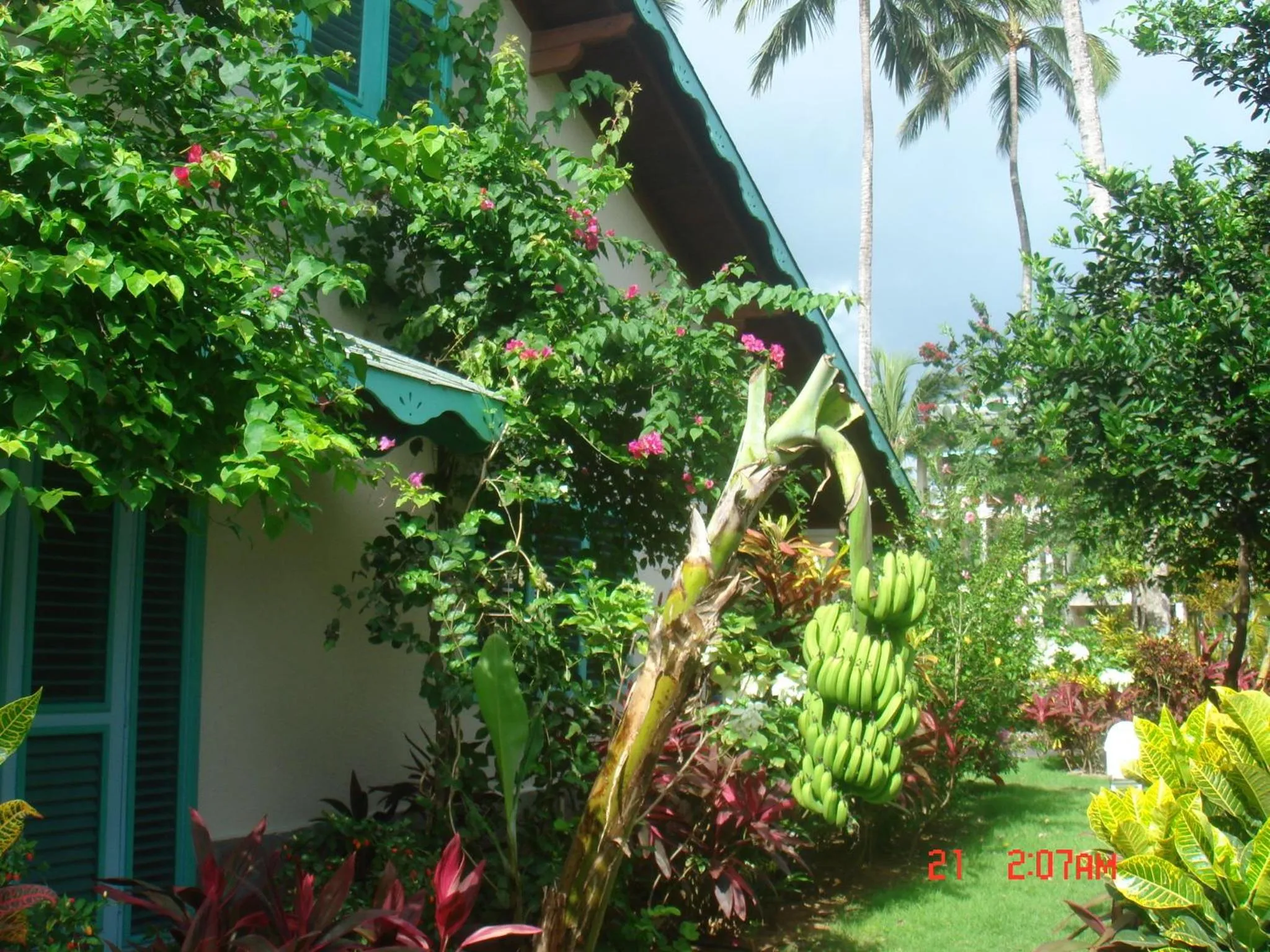 Garden in Hotel Playa Colibri