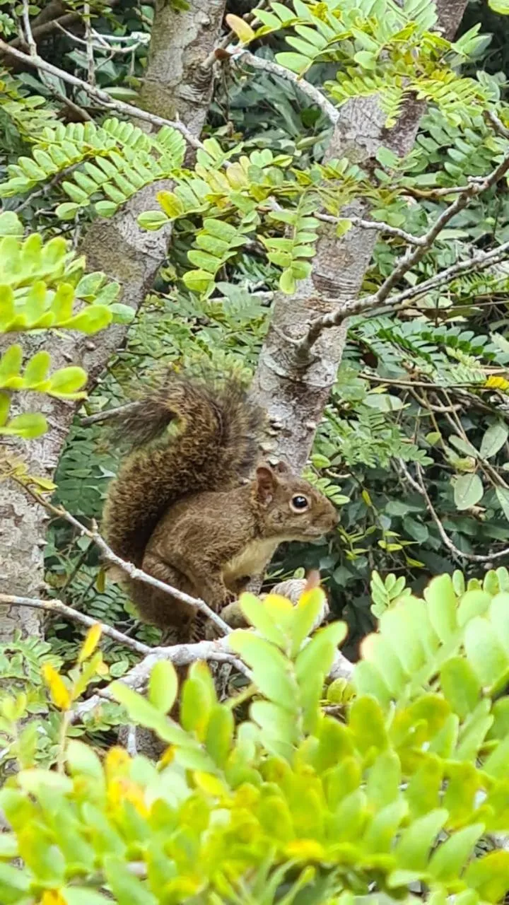 Animals in Urikana Boutique Hotel