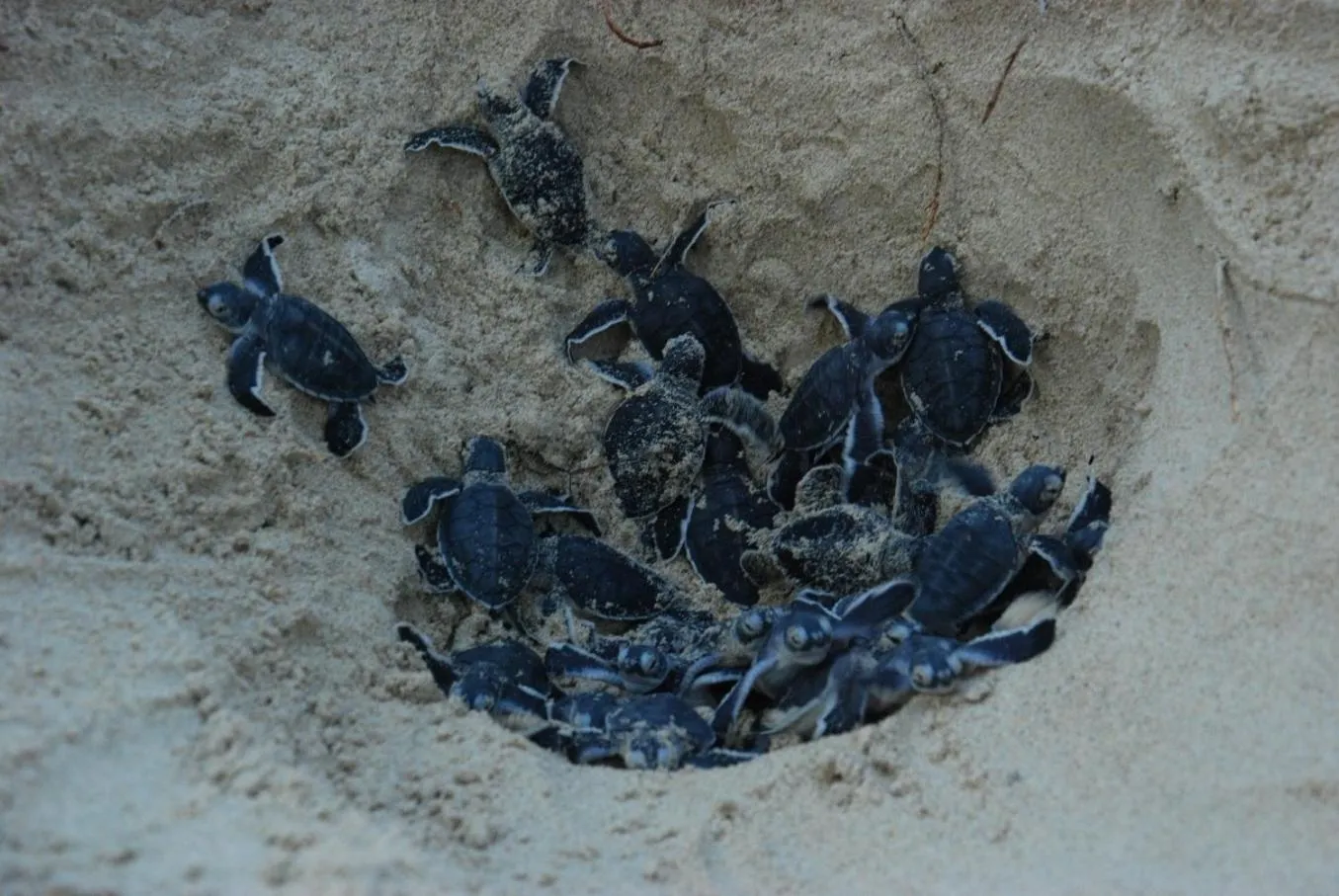 Animals in Homm Laguna Bintan