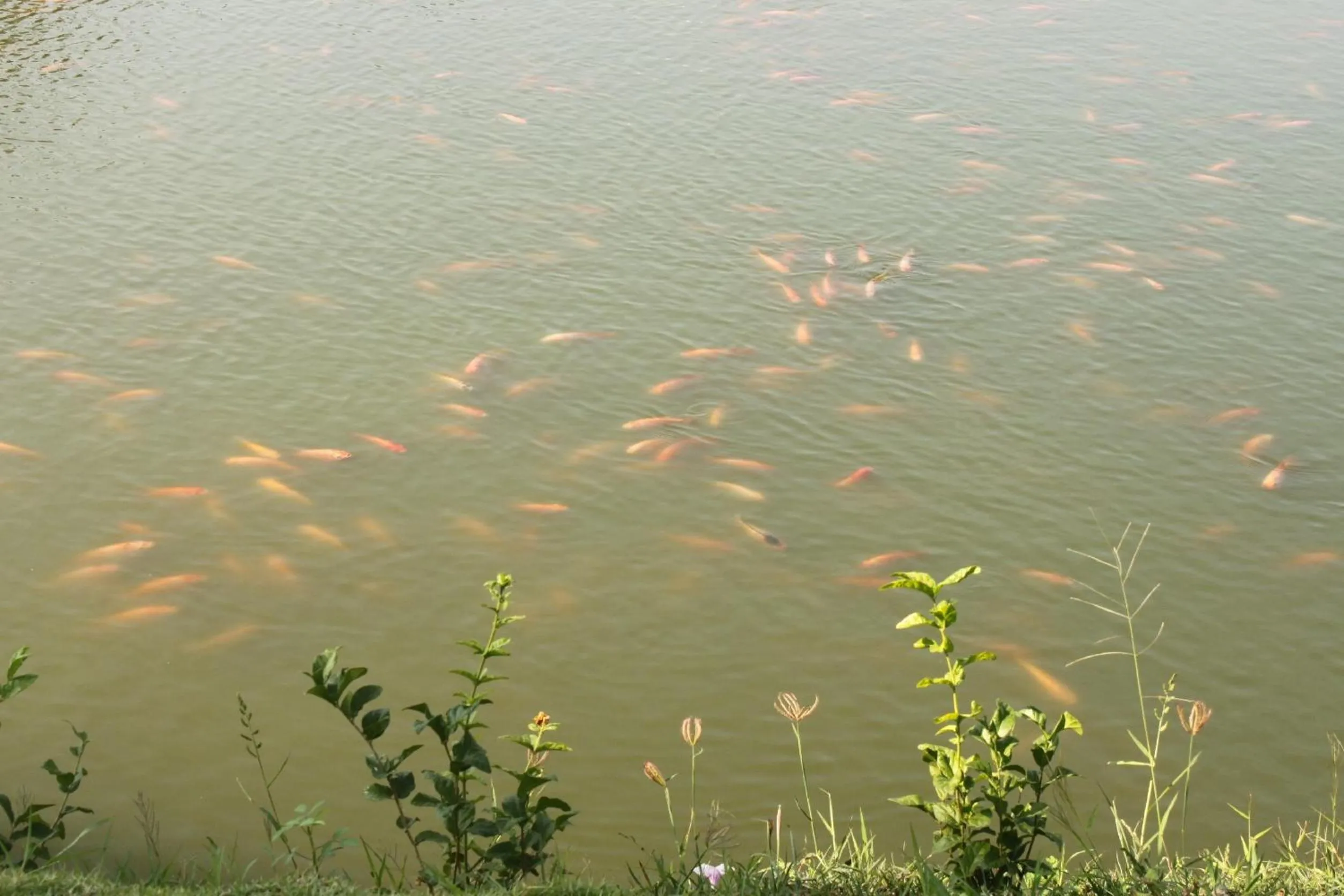 Property building in Menam Resort