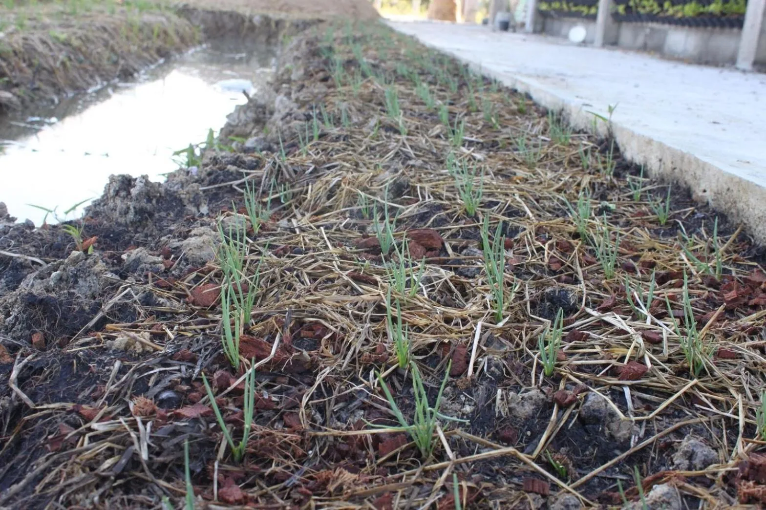 Property building in Menam Resort