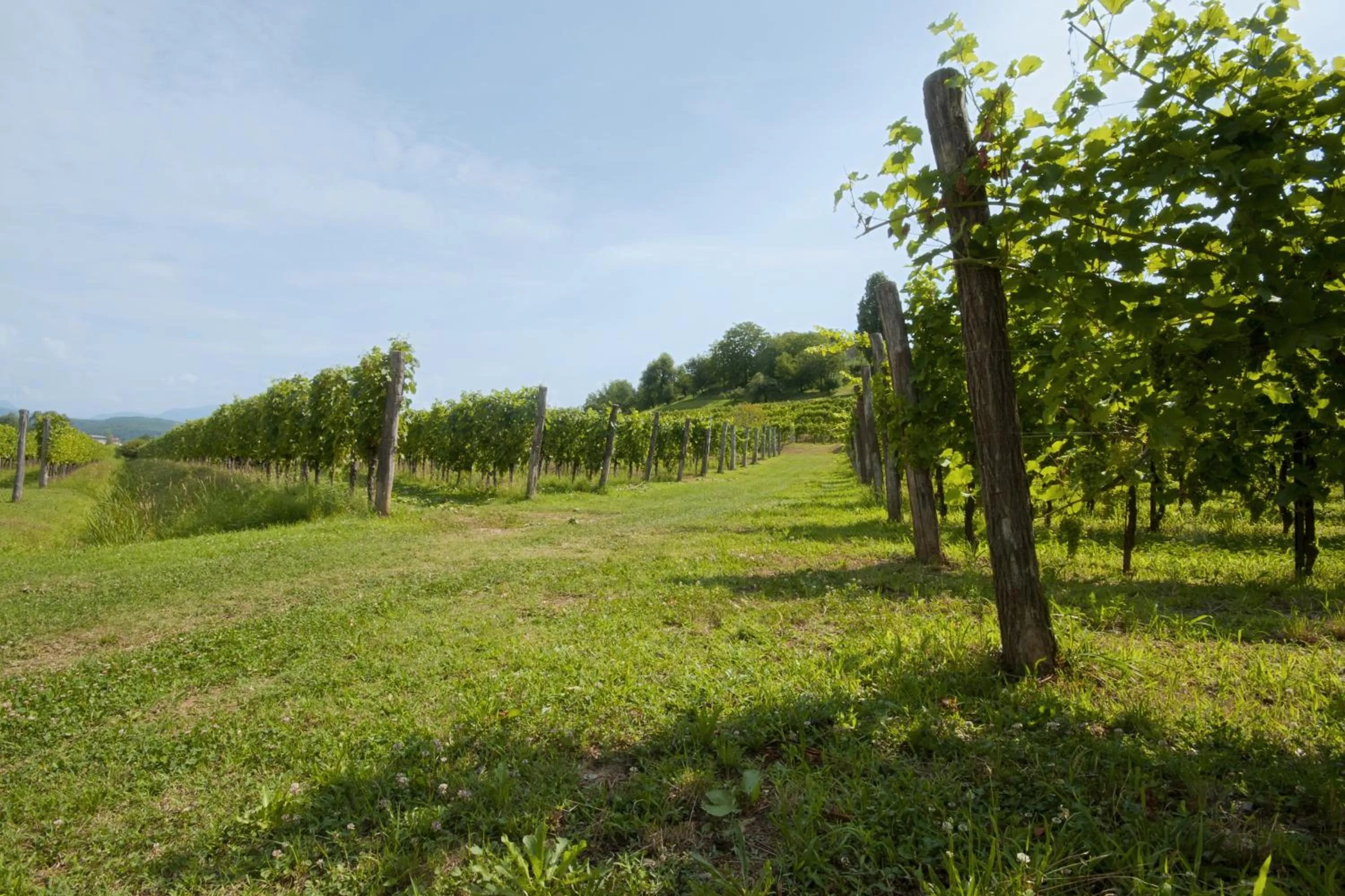 Alloggio Agrituristico CORTE SAN BIAGIO