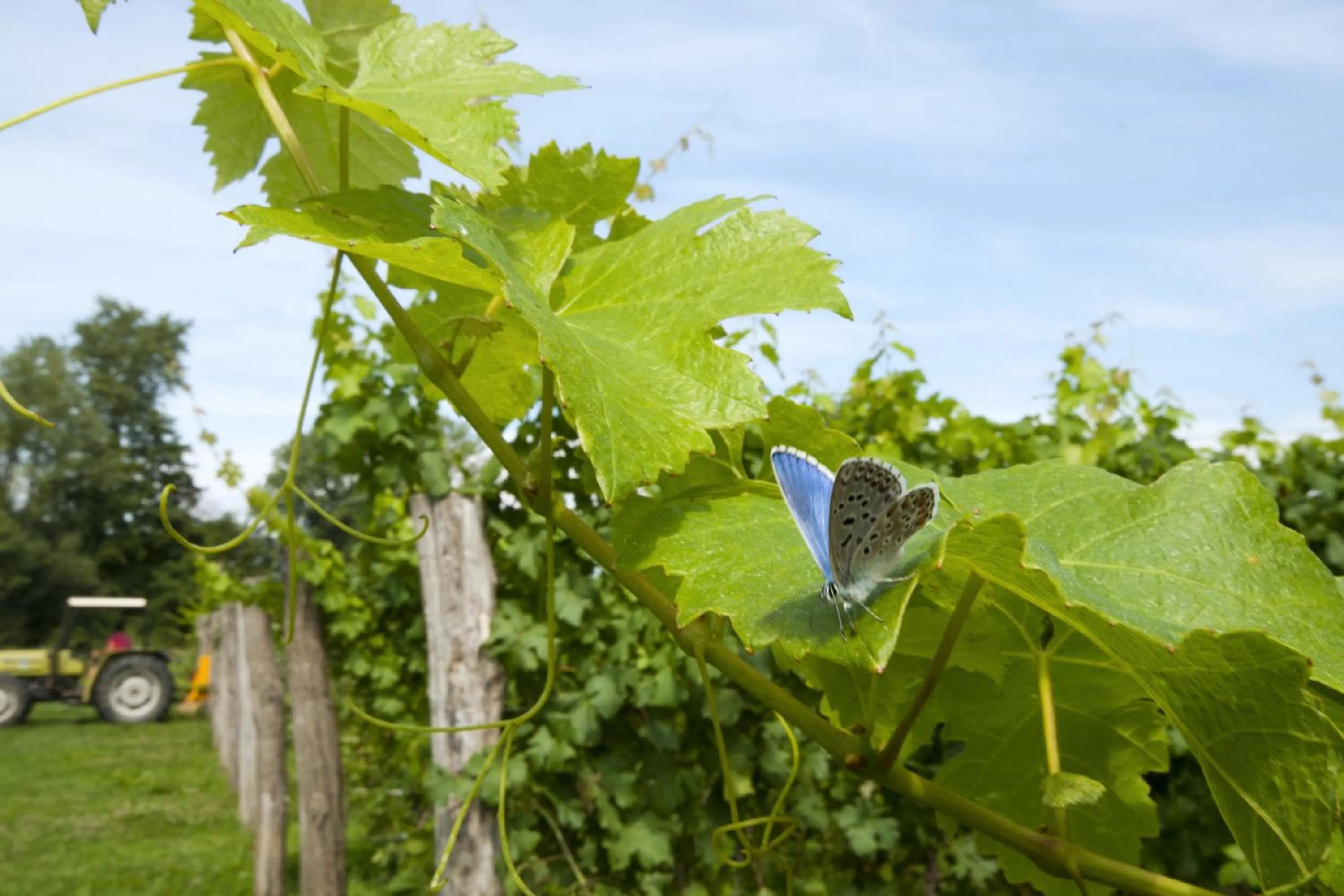 Alloggio Agrituristico CORTE SAN BIAGIO