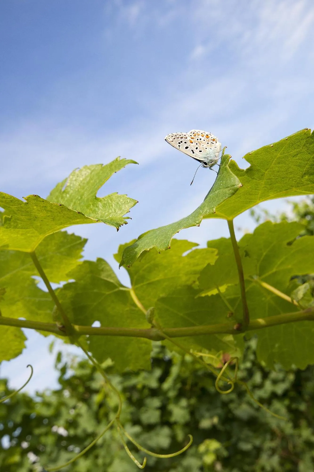 Alloggio Agrituristico CORTE SAN BIAGIO