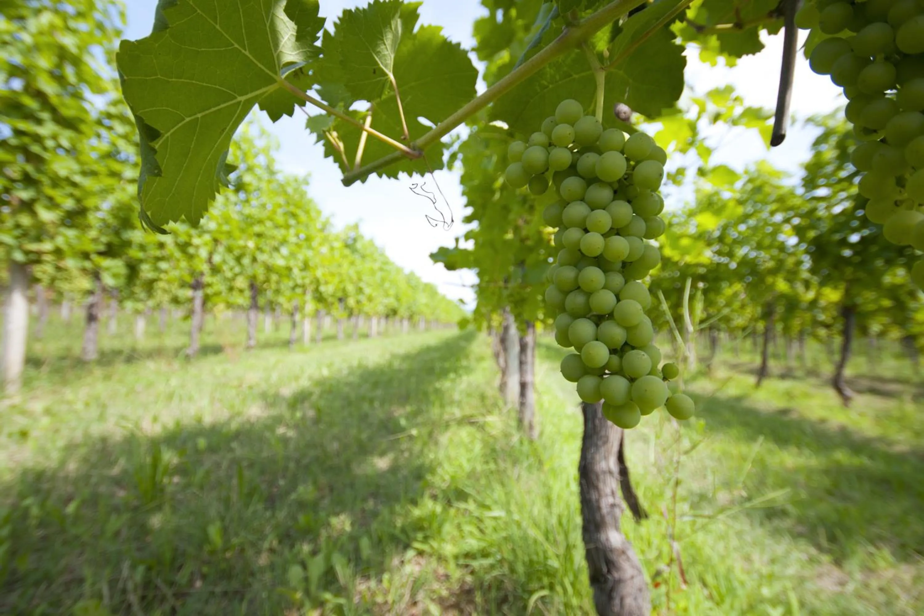 Alloggio Agrituristico CORTE SAN BIAGIO