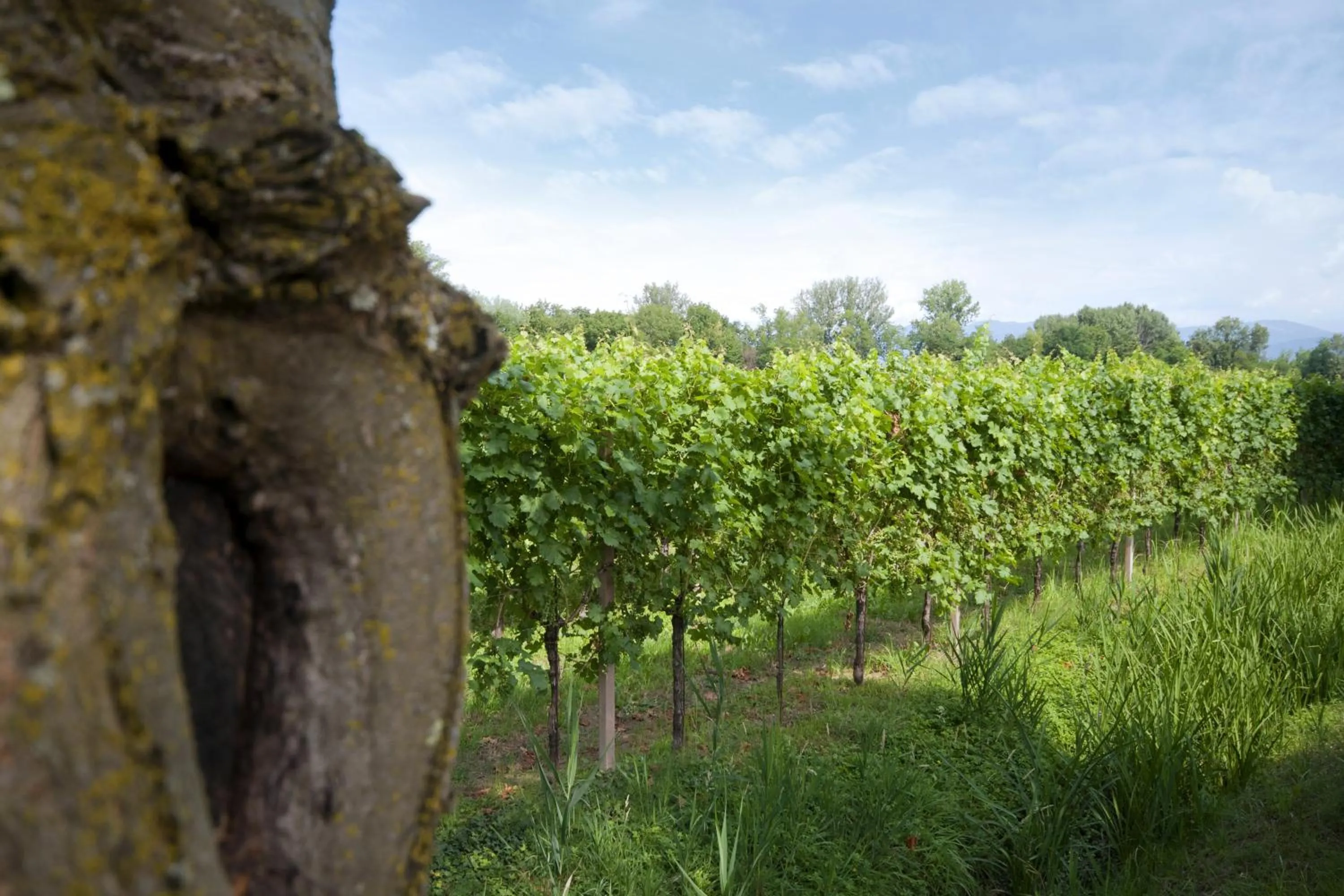 Alloggio Agrituristico CORTE SAN BIAGIO