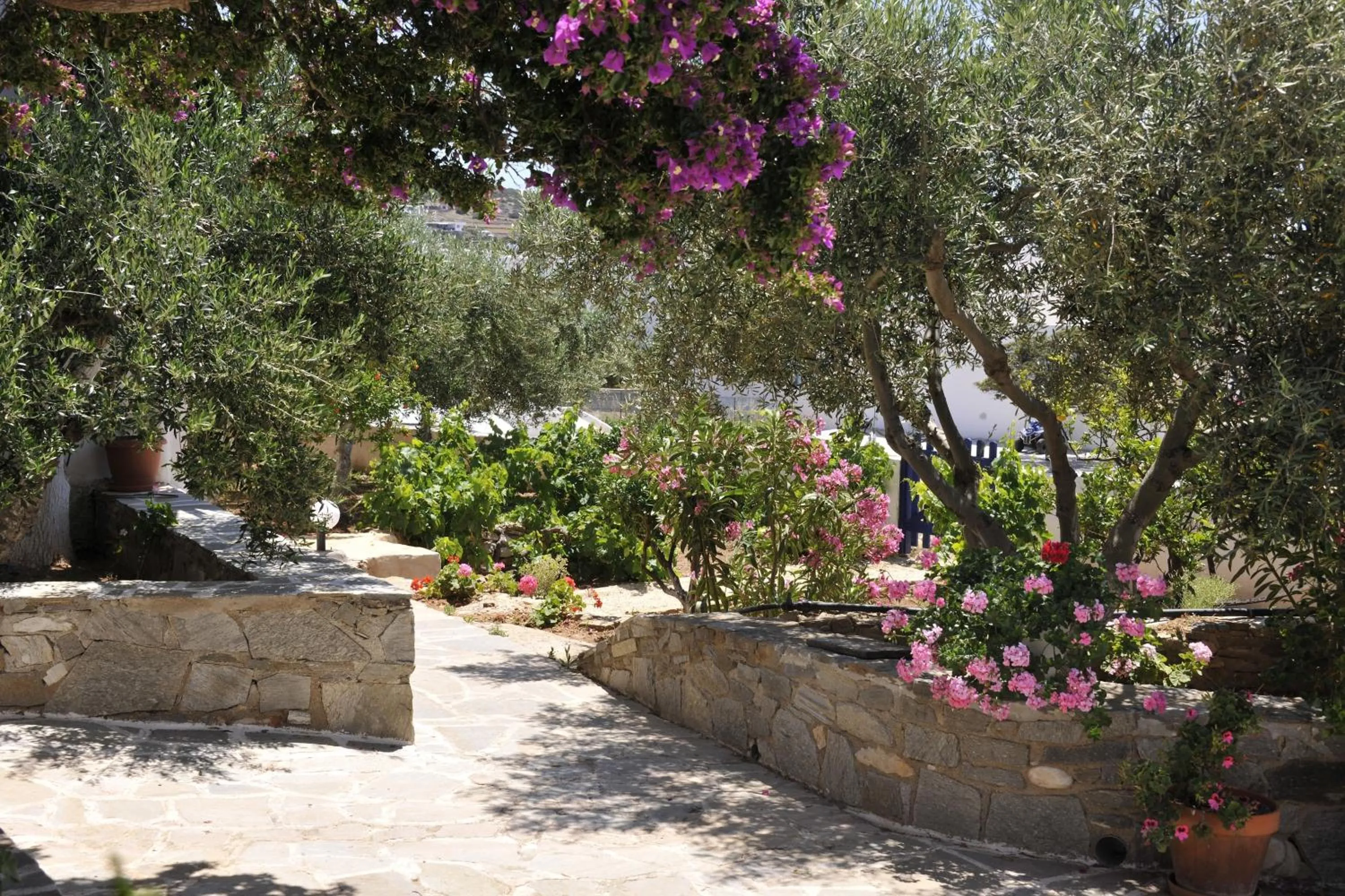 Garden in Anixis Studios Aliki Paros
