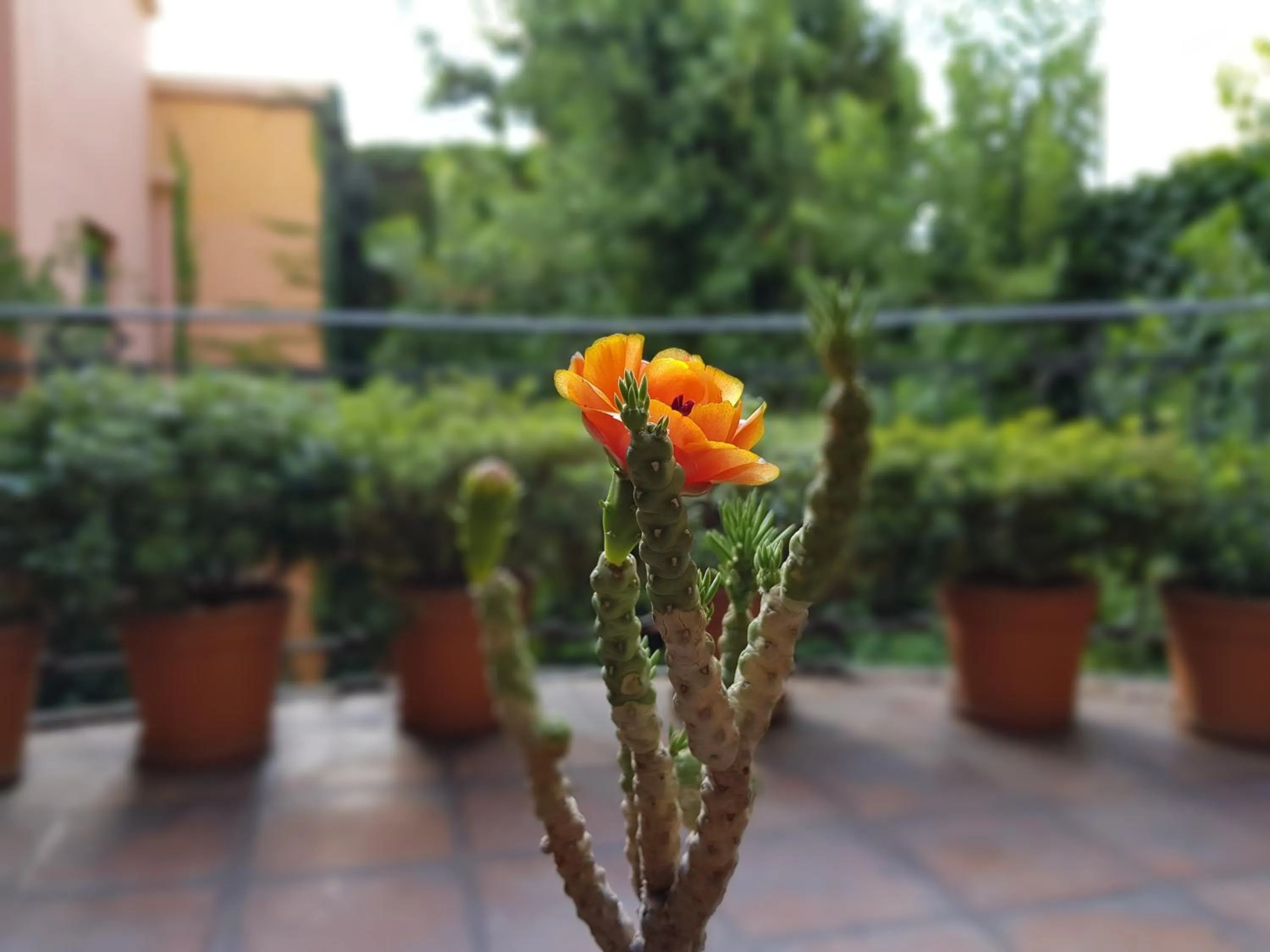 Balcony/Terrace in Legado Mitico Salta Hotel Boutique