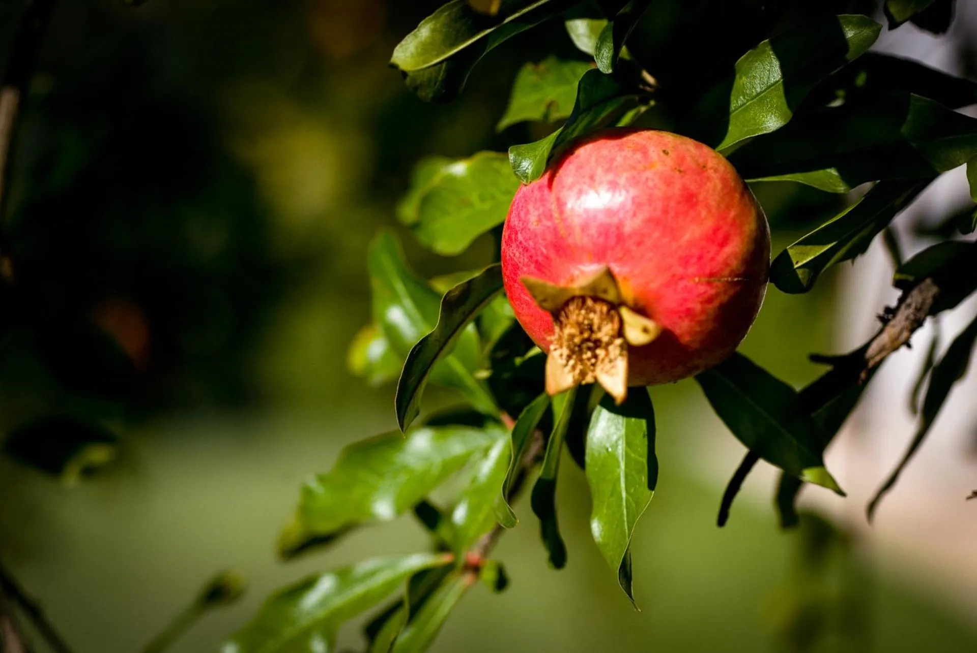 Garden in Agriturismo Delo