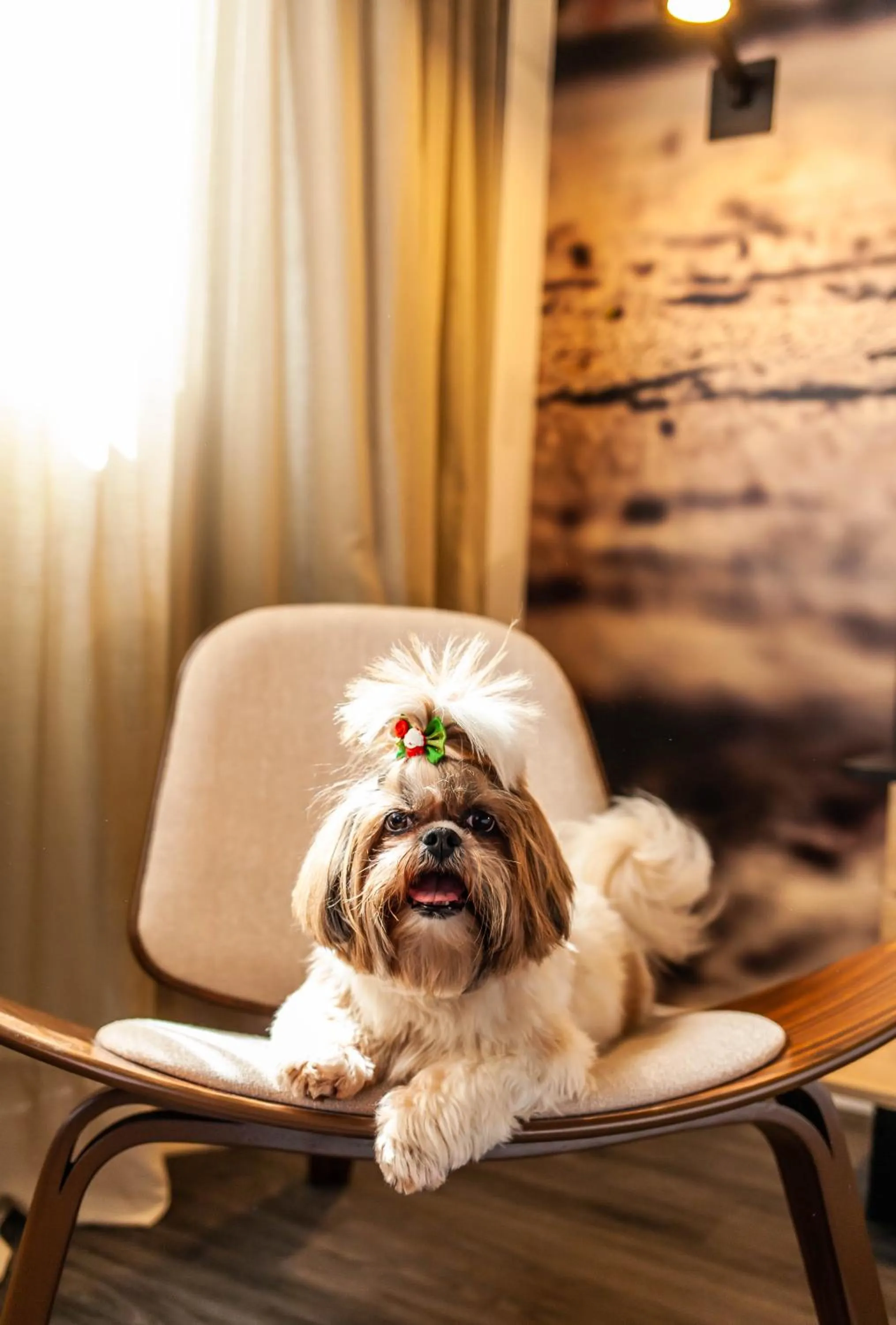 Pets in Novotel Curitiba Batel