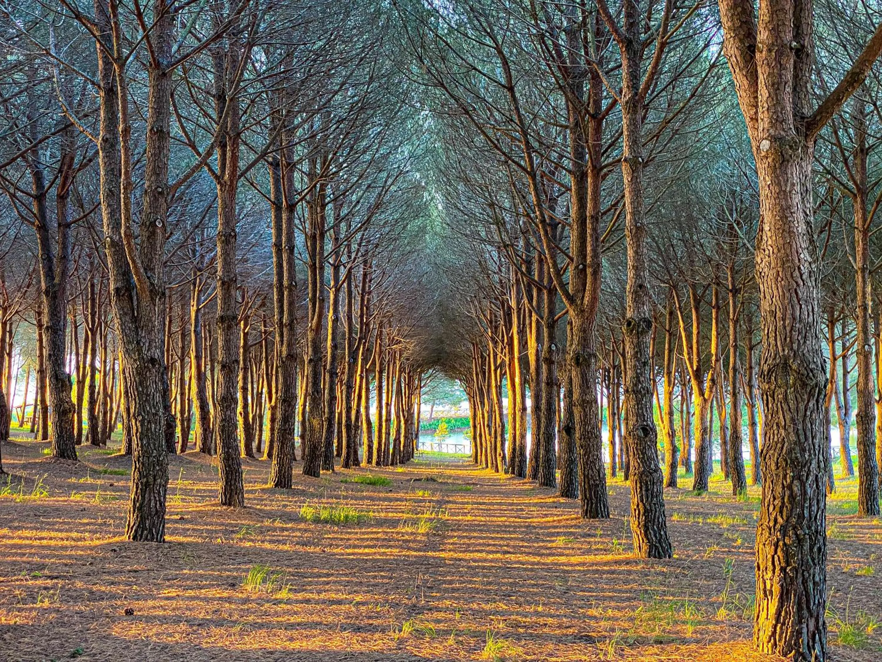 Garden in Popilia Country Resort