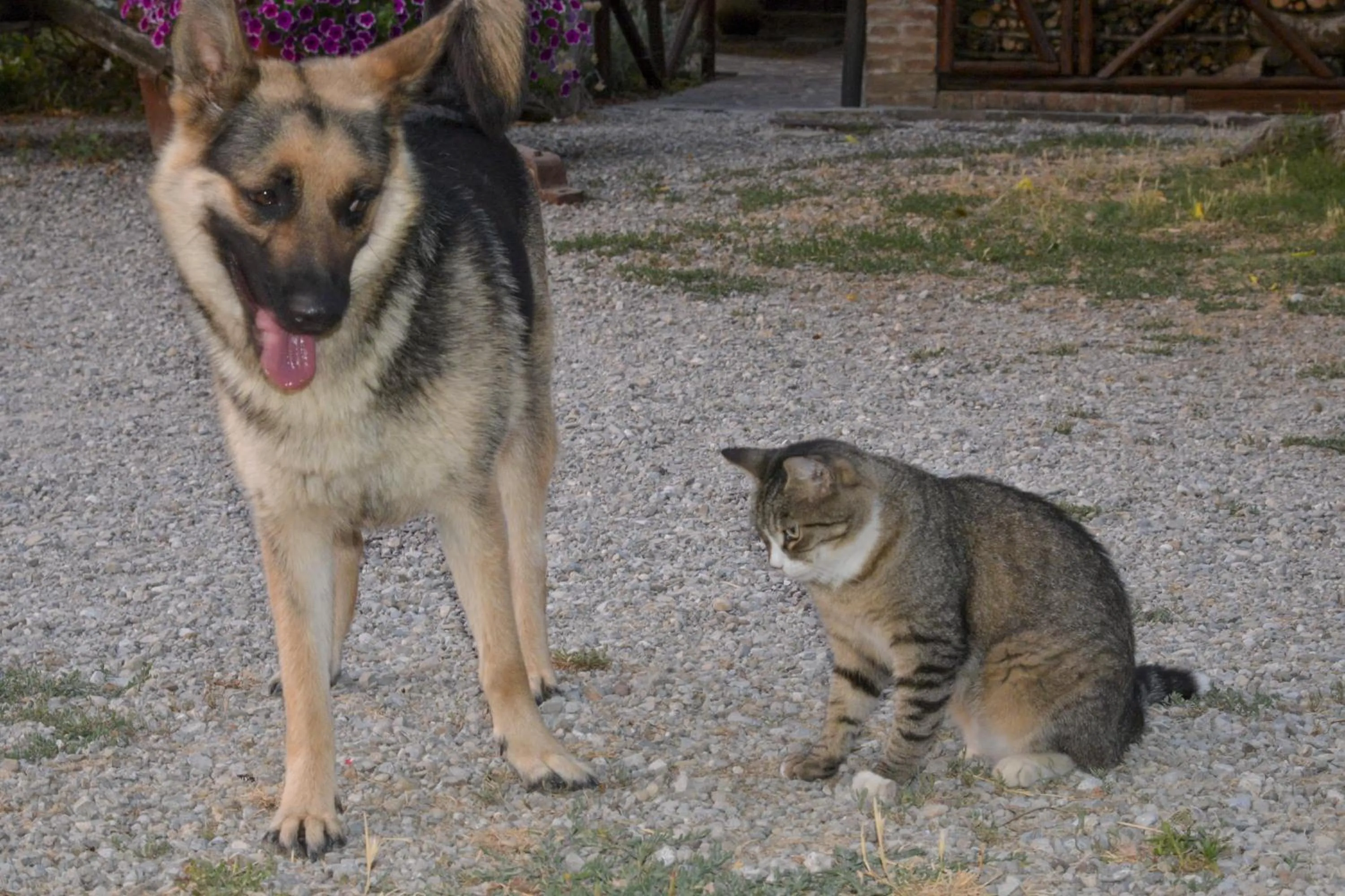 Pets in Casa Di Campagna In Toscana
