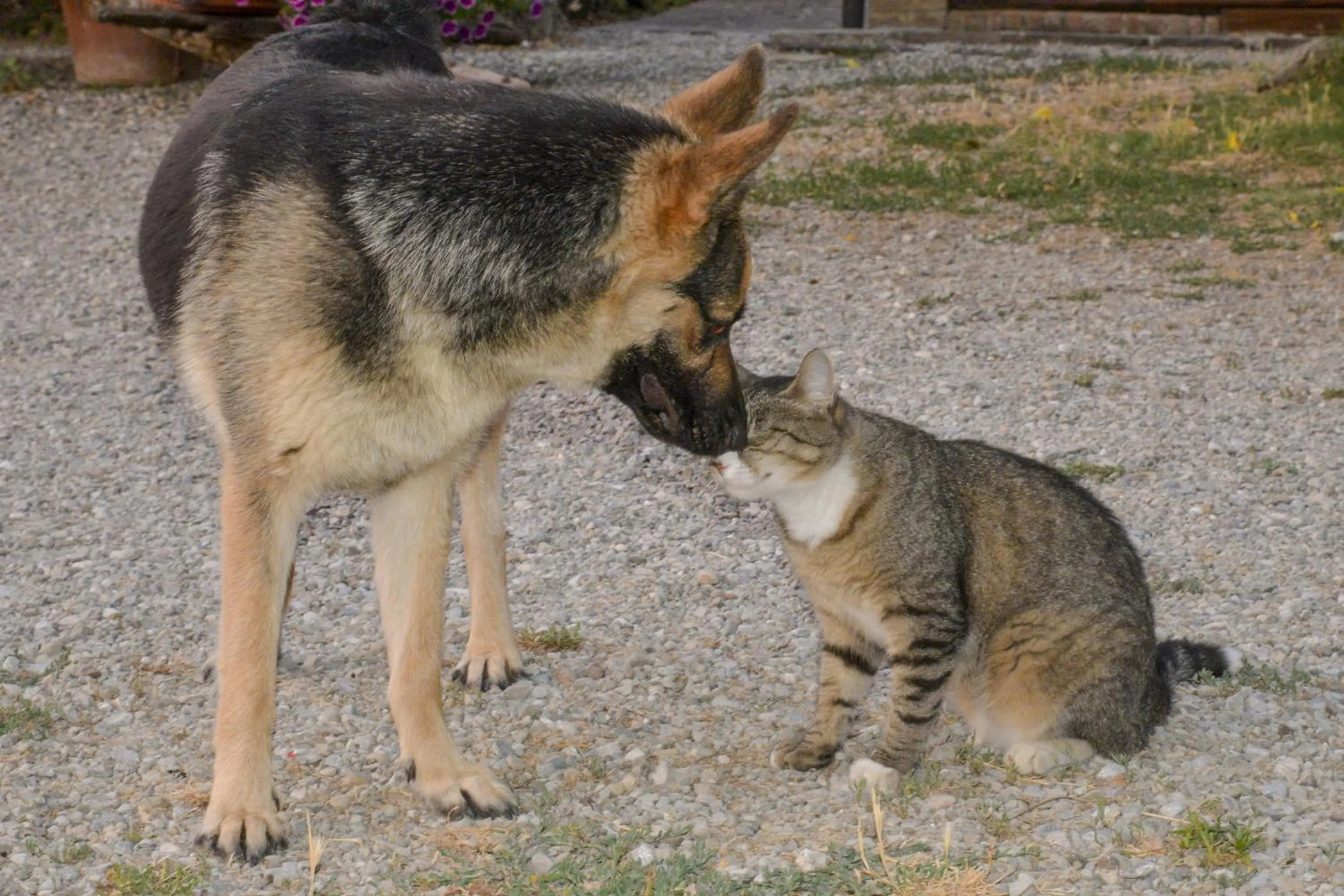 Pets in Casa Di Campagna In Toscana