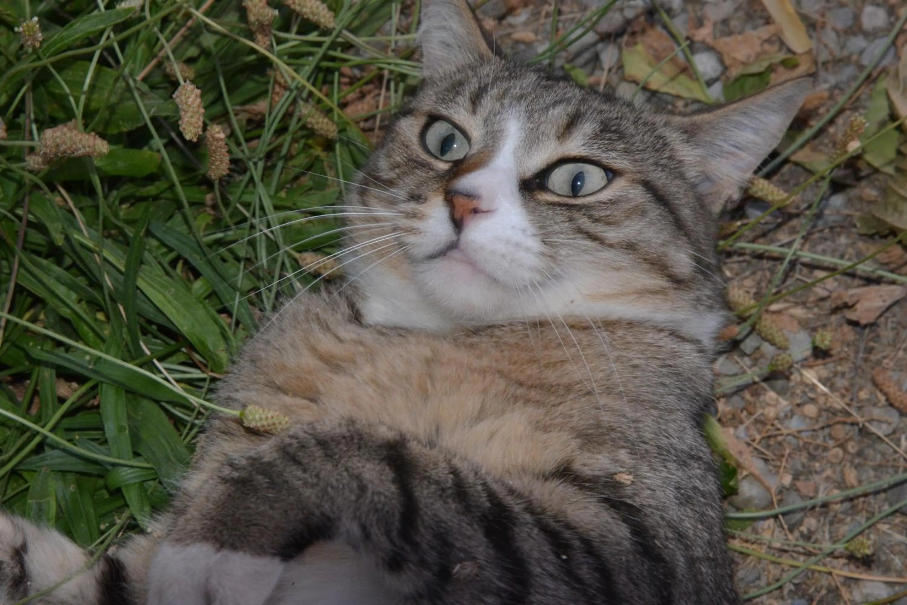 Pets in Casa Di Campagna In Toscana