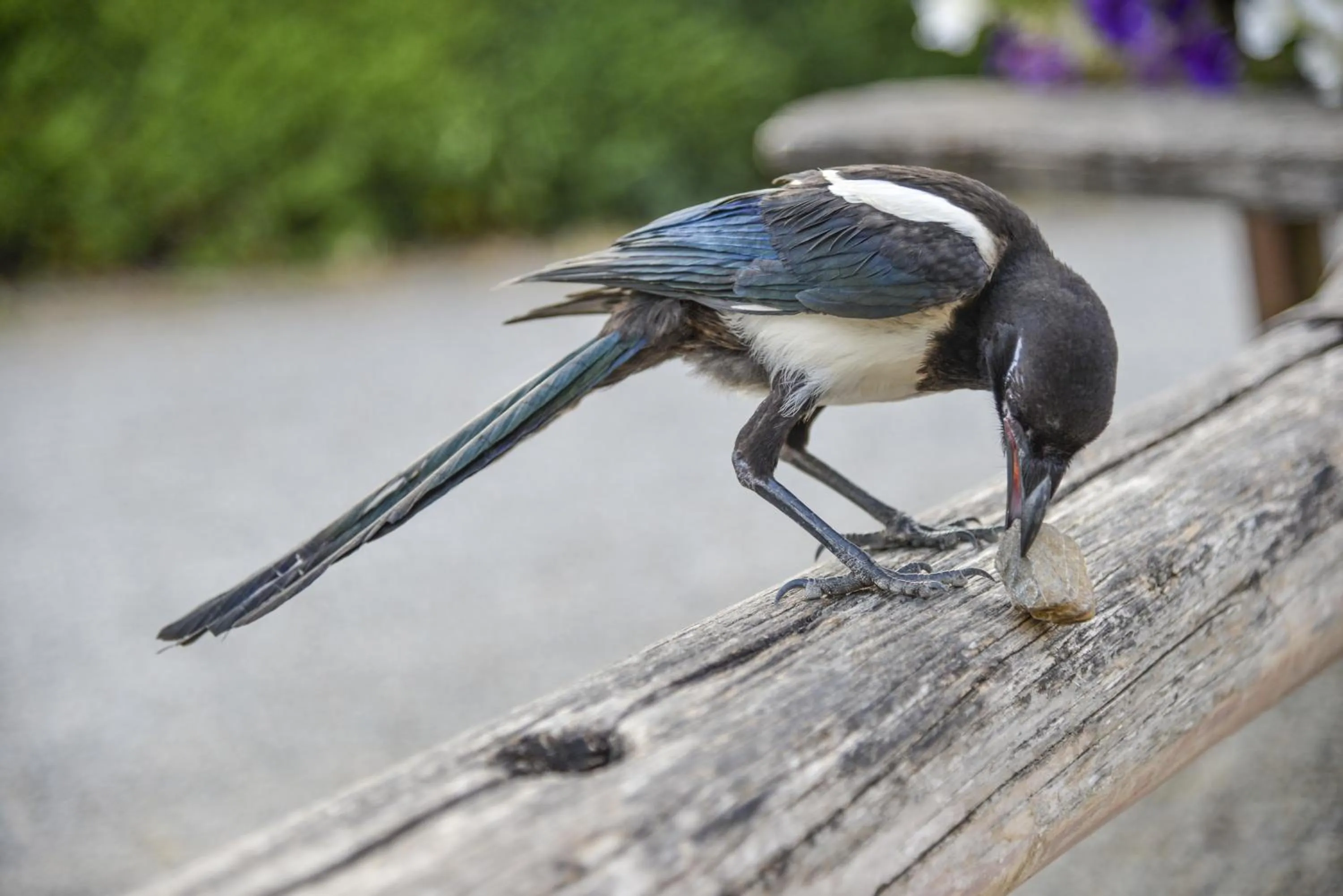 Animals in Casa Di Campagna In Toscana