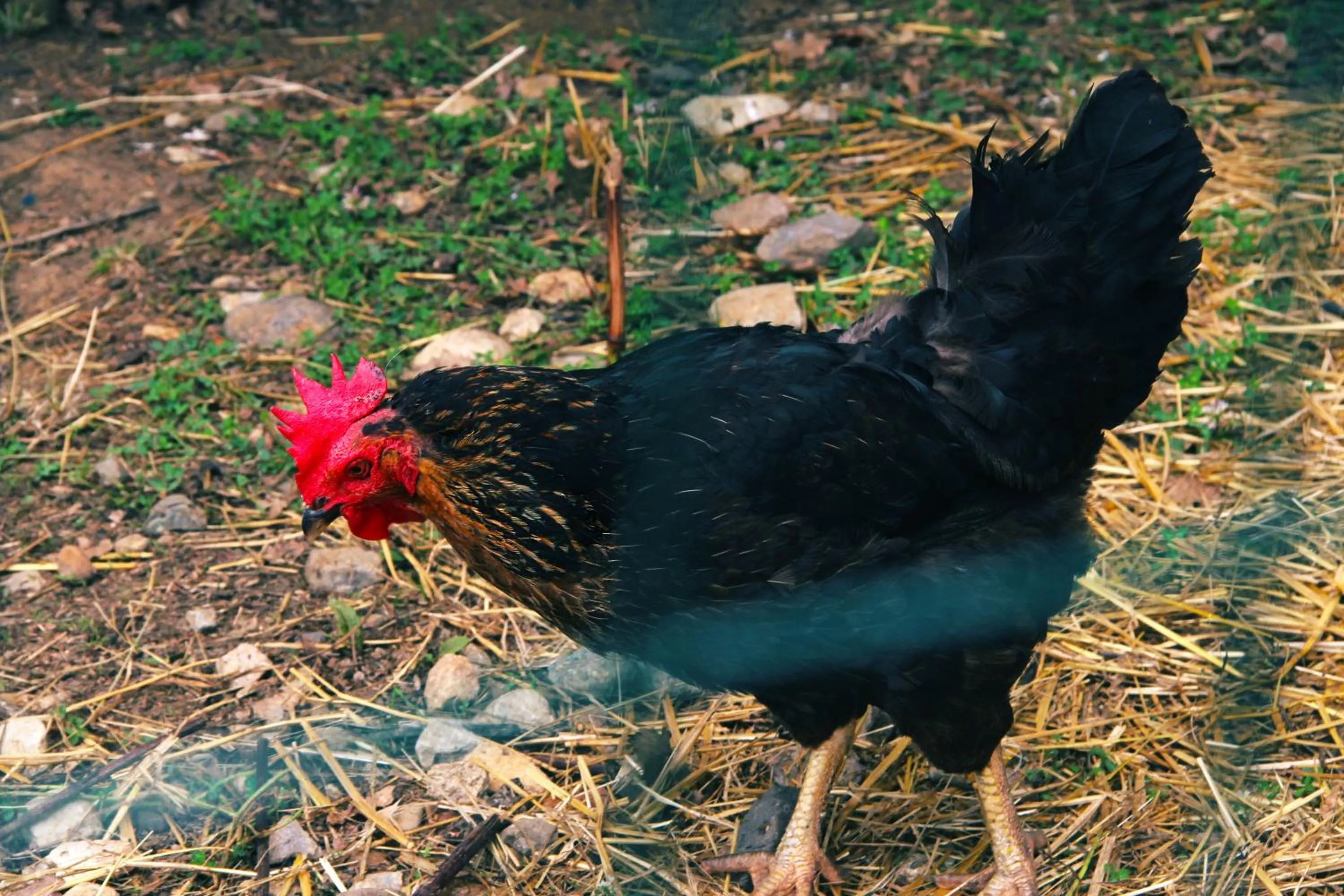 Garden in Casa Di Campagna In Toscana