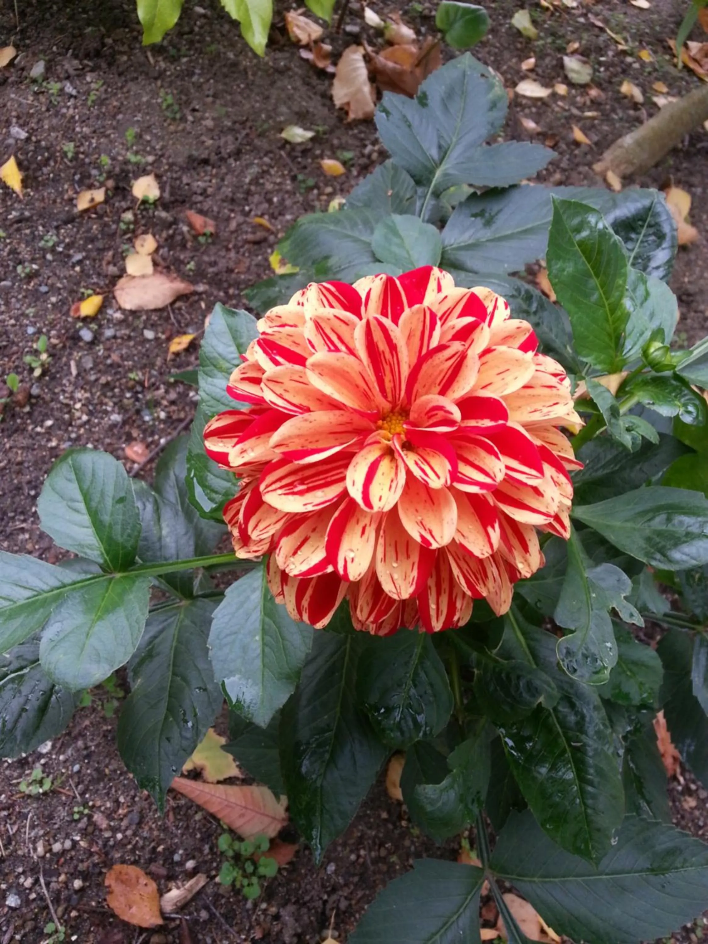 Garden in Higgin's Inn