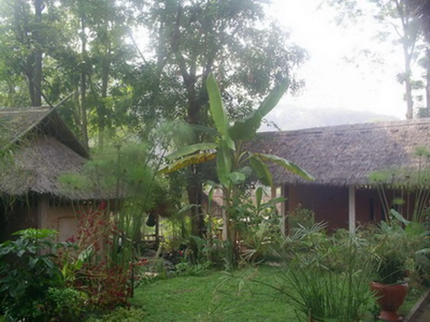 Garden in Hill Tribe Art House (Lahu & Akha Homestay)