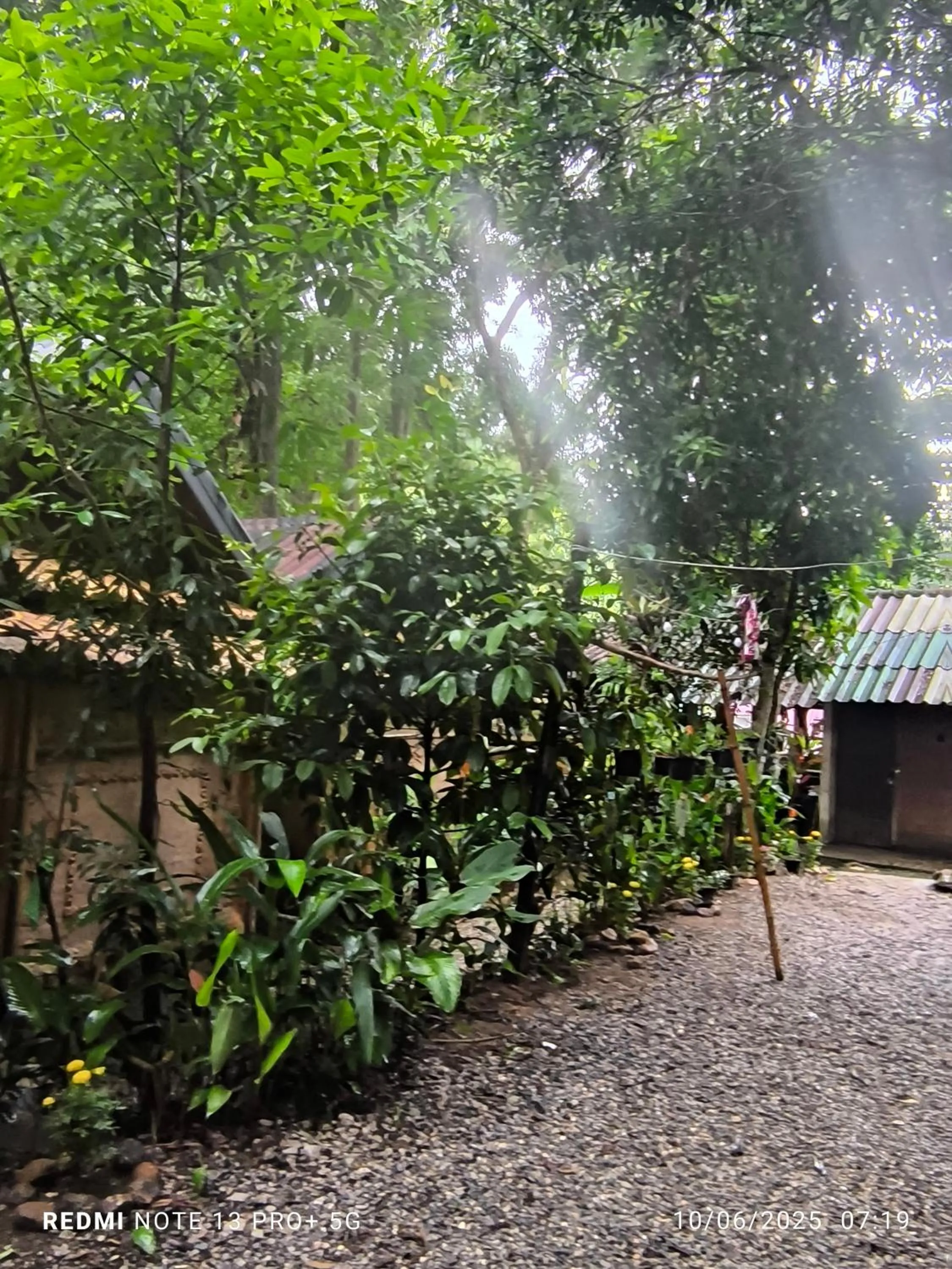Garden in Hill Tribe Art House (Lahu & Akha Homestay)