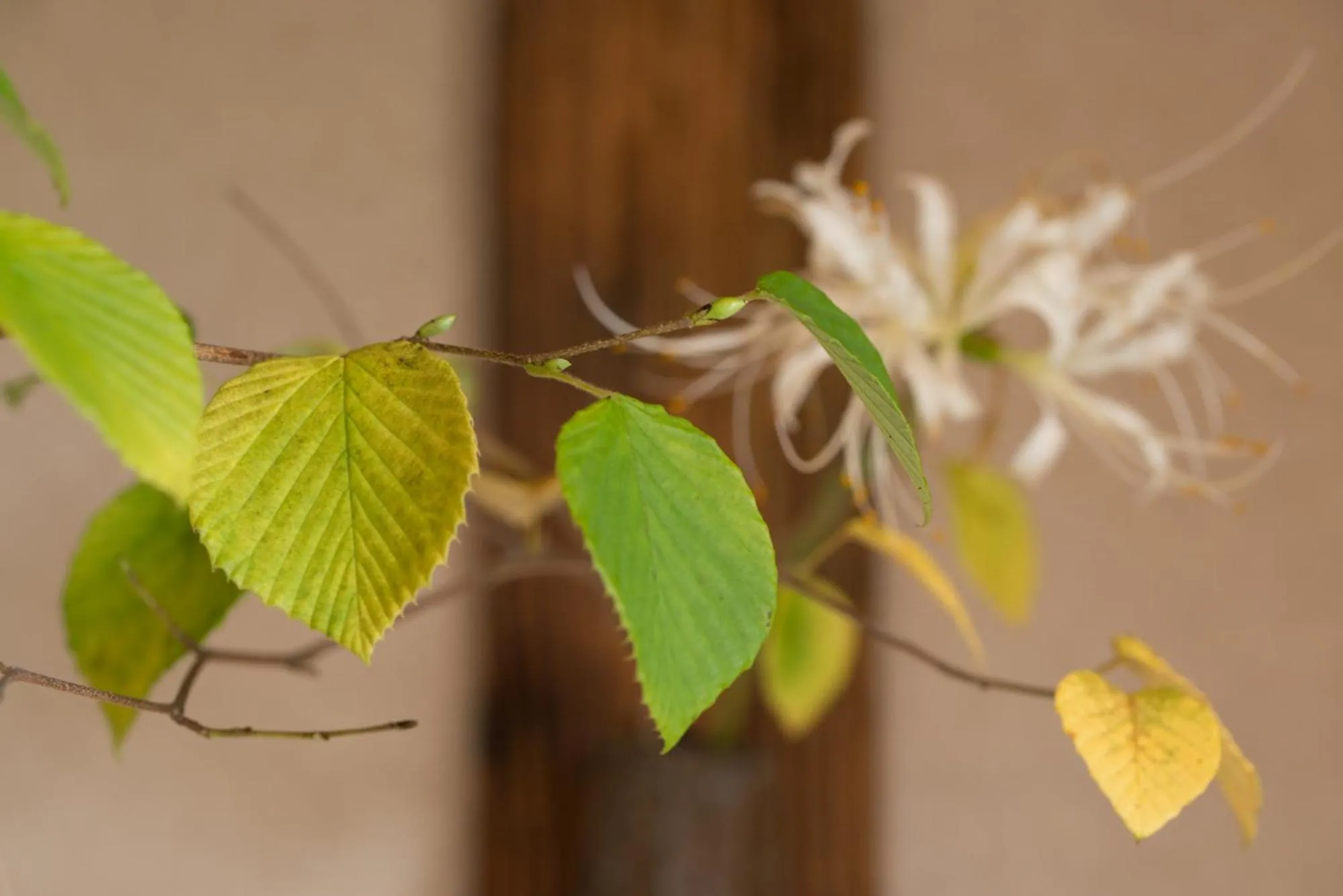 Arima Onsen Takayamaso Hanano