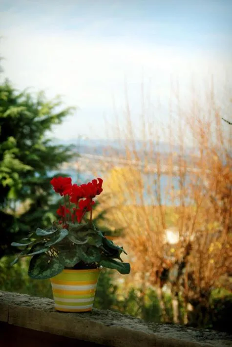 View (from property/room) in Albergo La Quiete