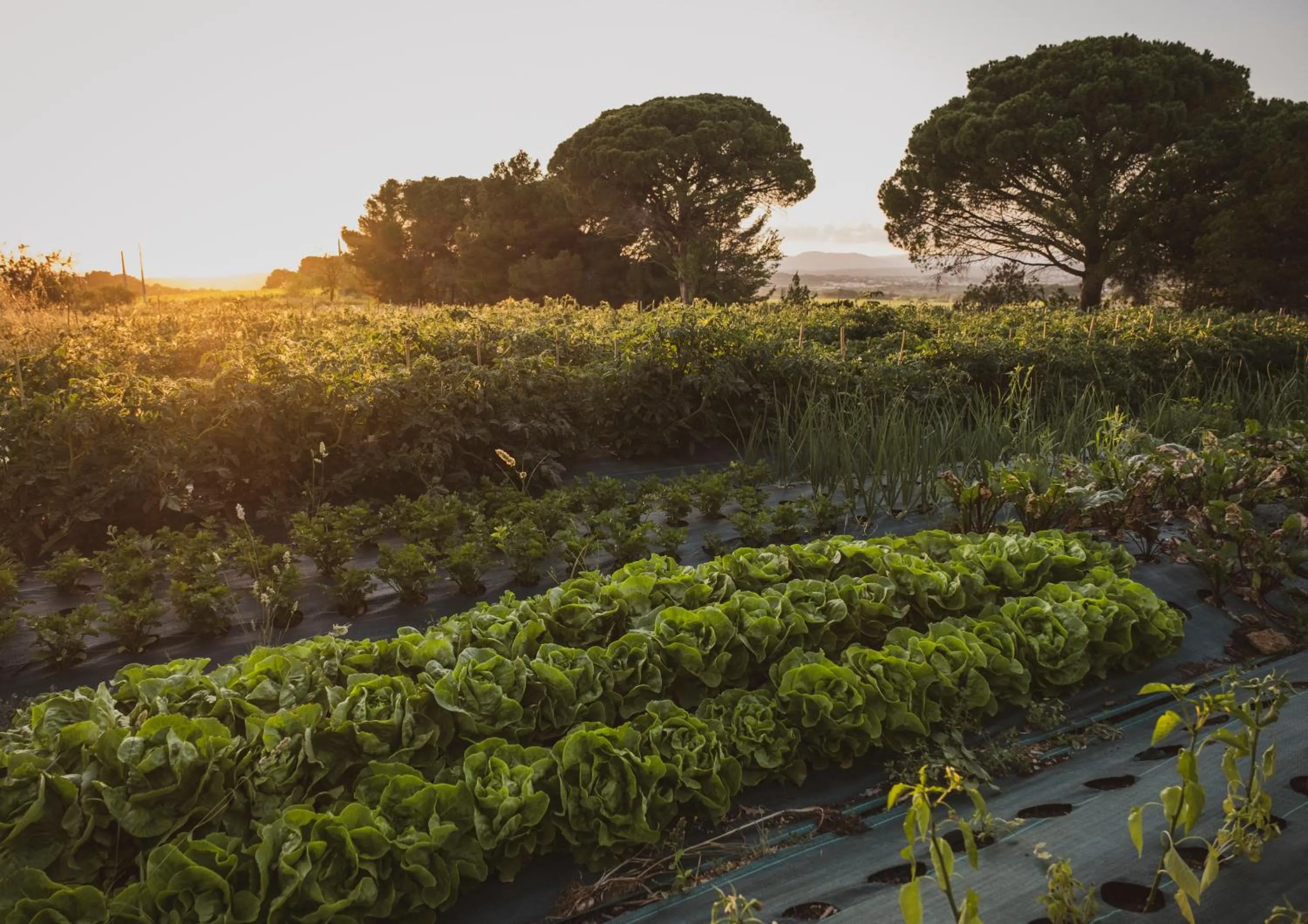 Garden in Château Les Carrasses
