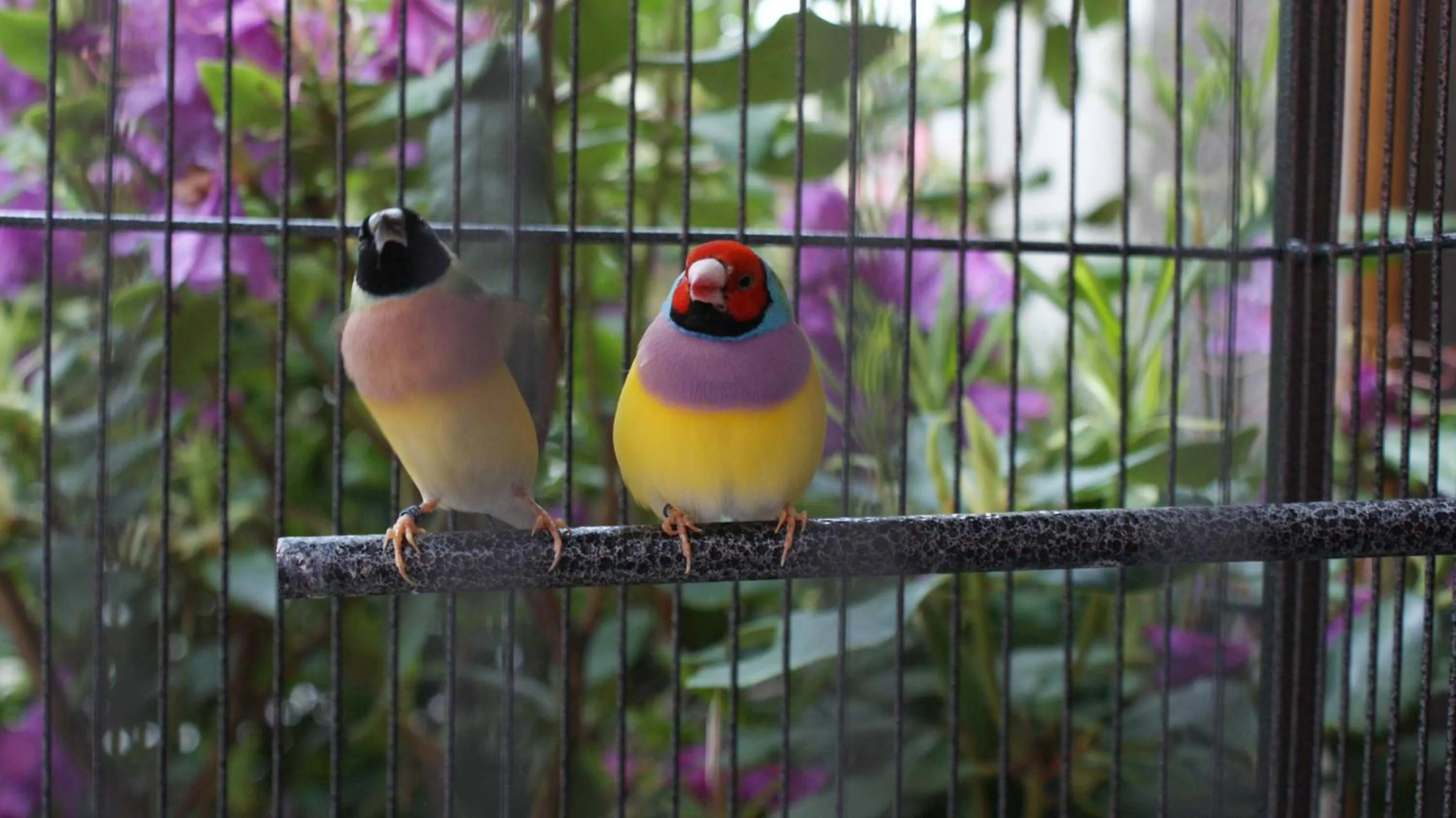 Pets in Dworek Morski SPA & Wellness