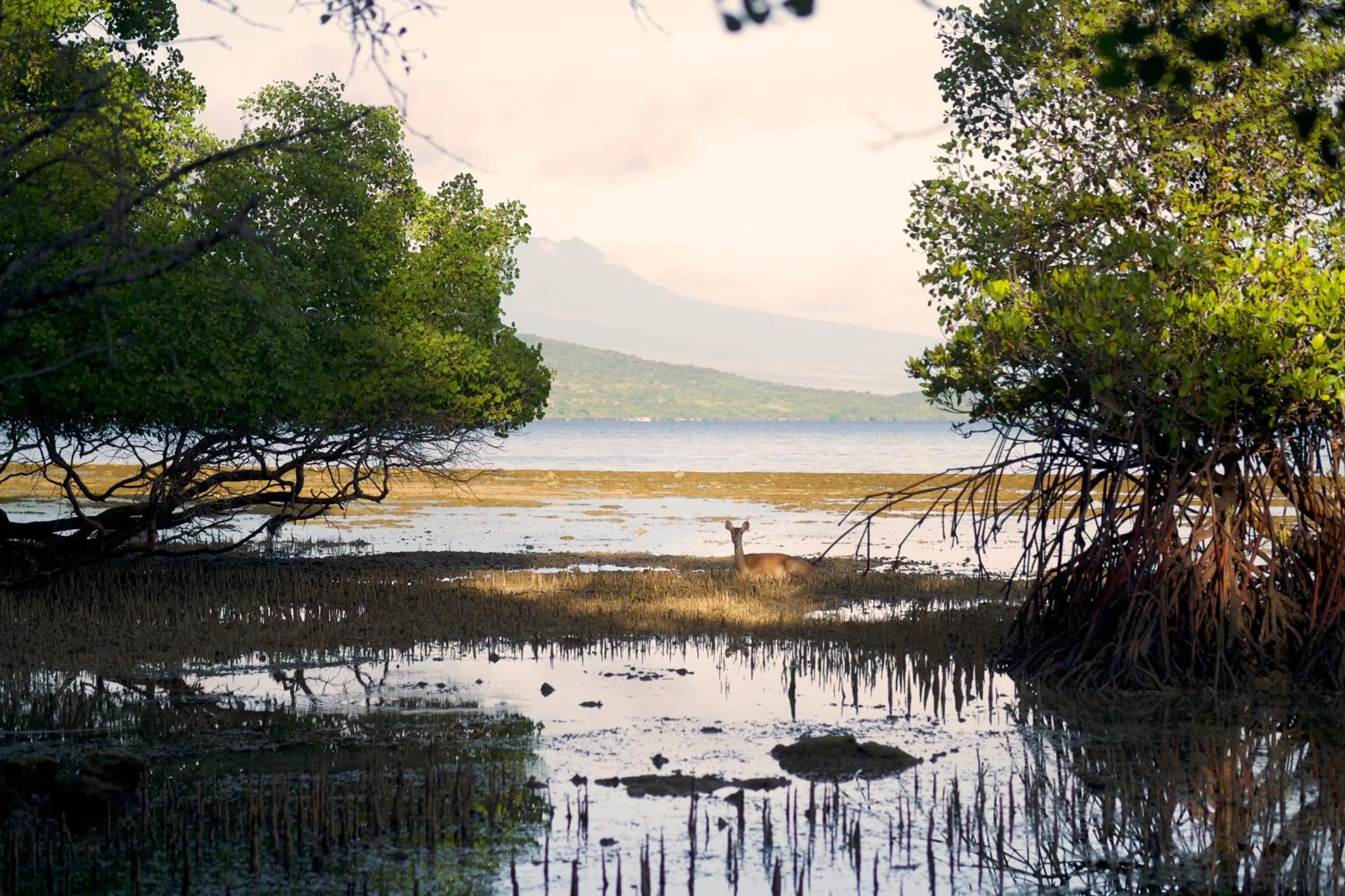 Neighbourhood in Menjangan Ecolodge - CHSE Certified
