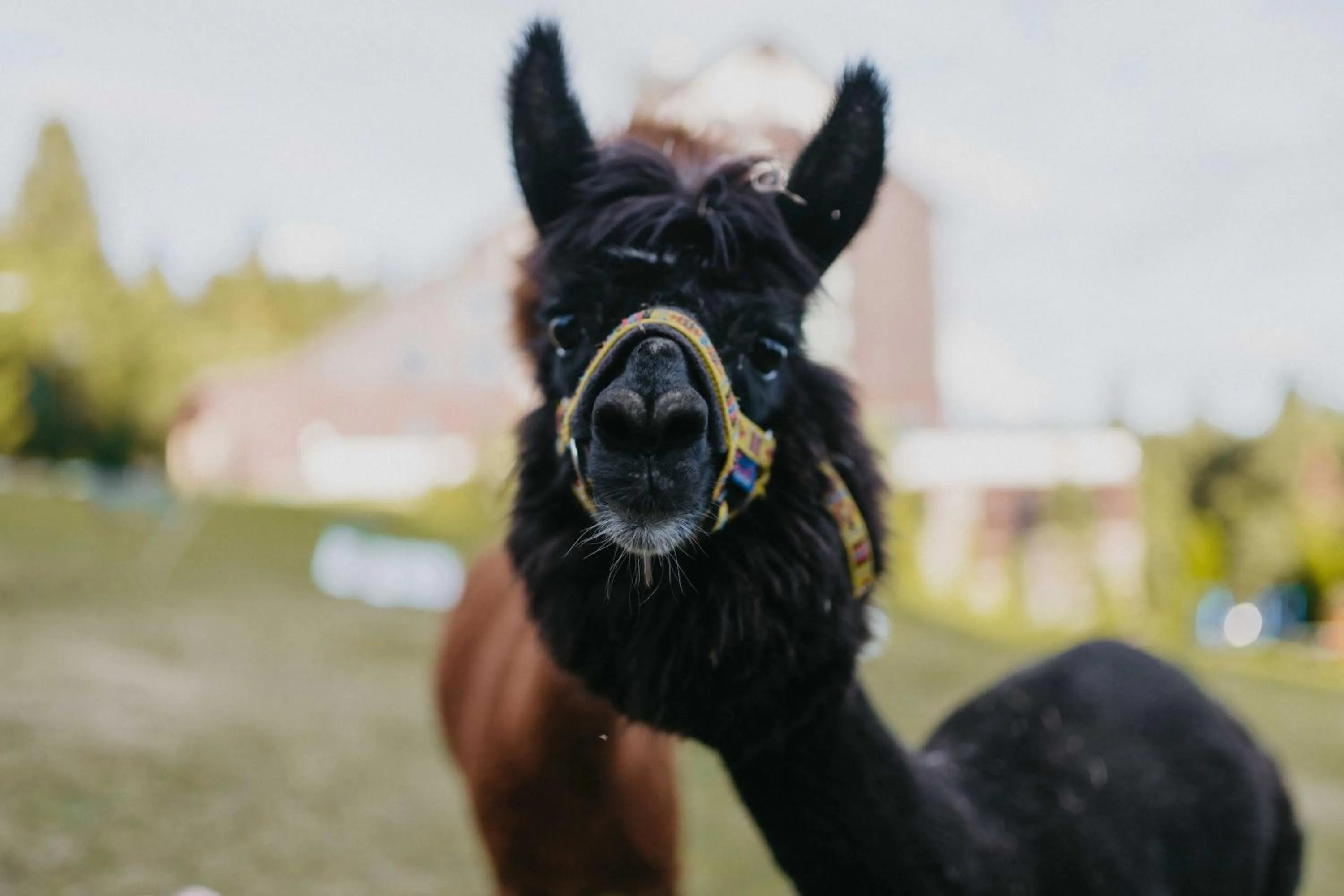 Animals in OREA Resort Horizont Šumava