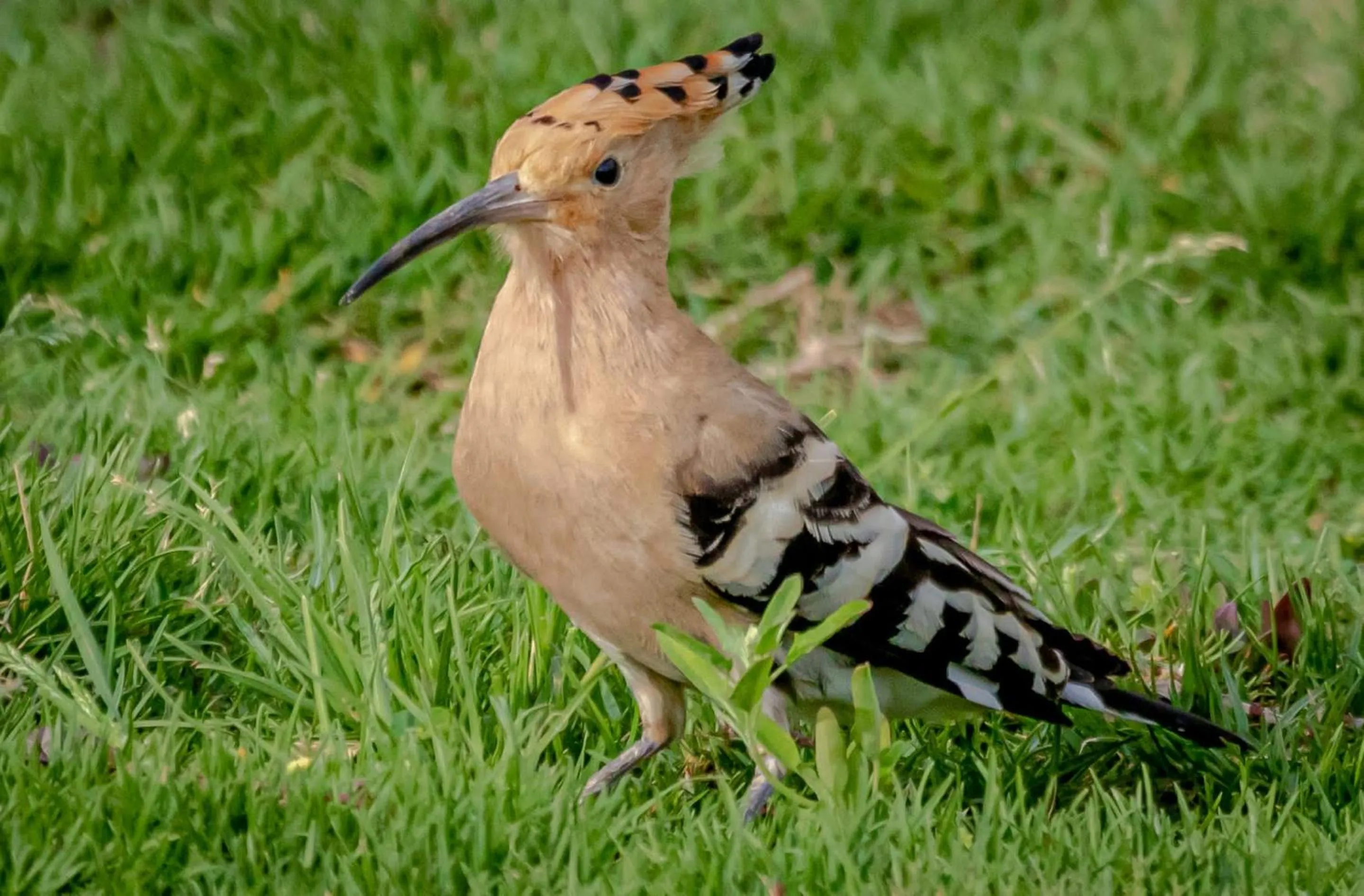 Garden in Silver Beach Boutique Hotel