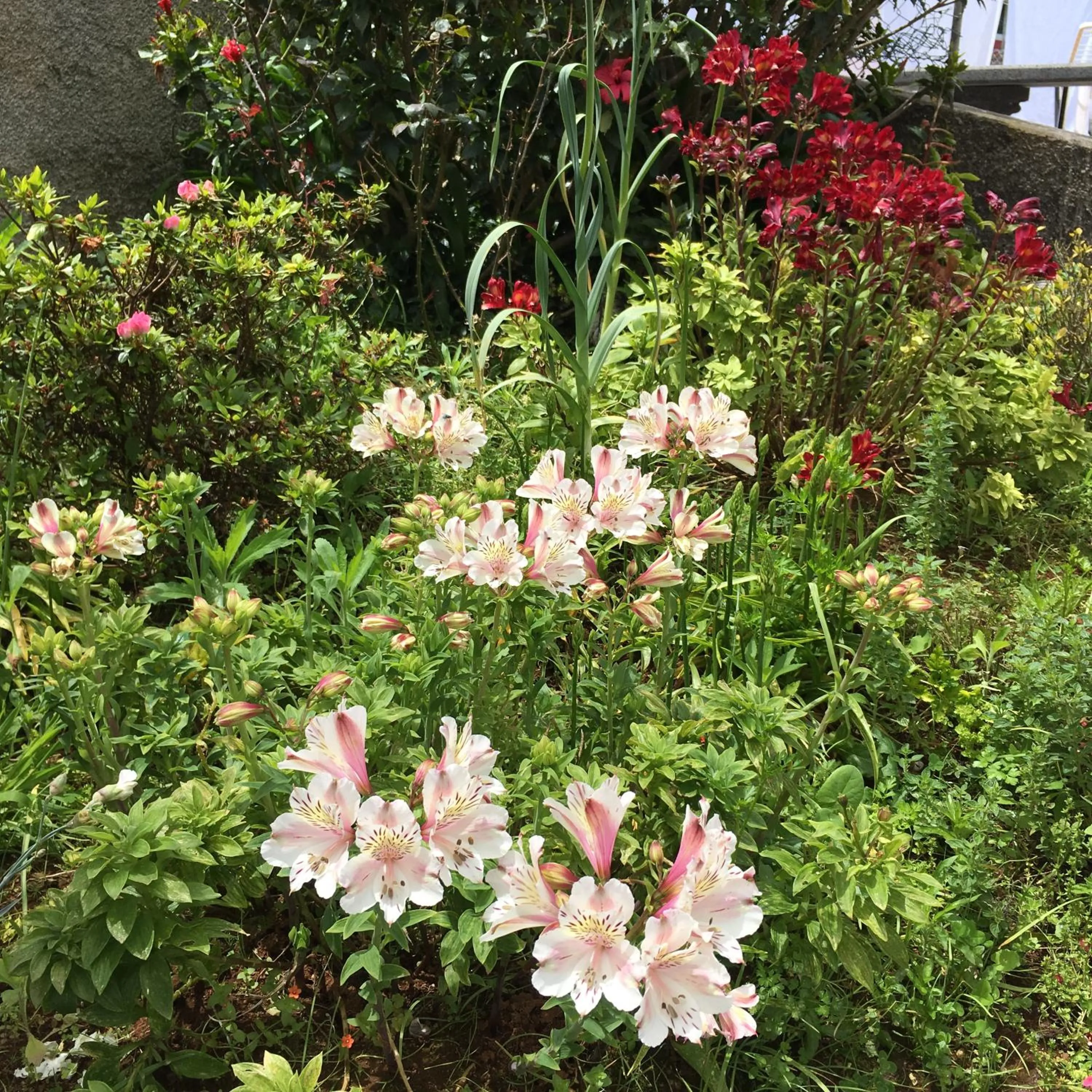 Garden in Casa do Til