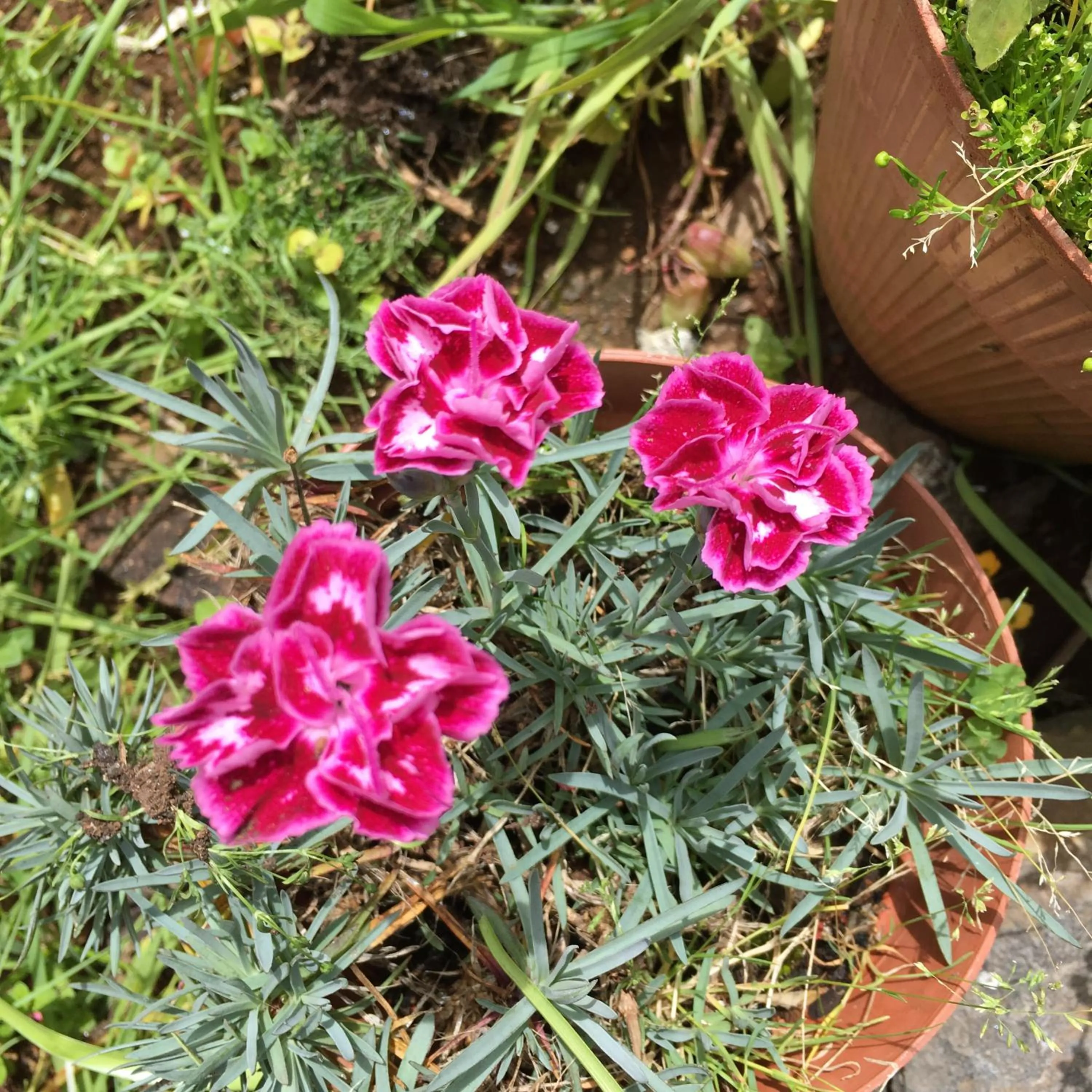 Garden in Casa do Til