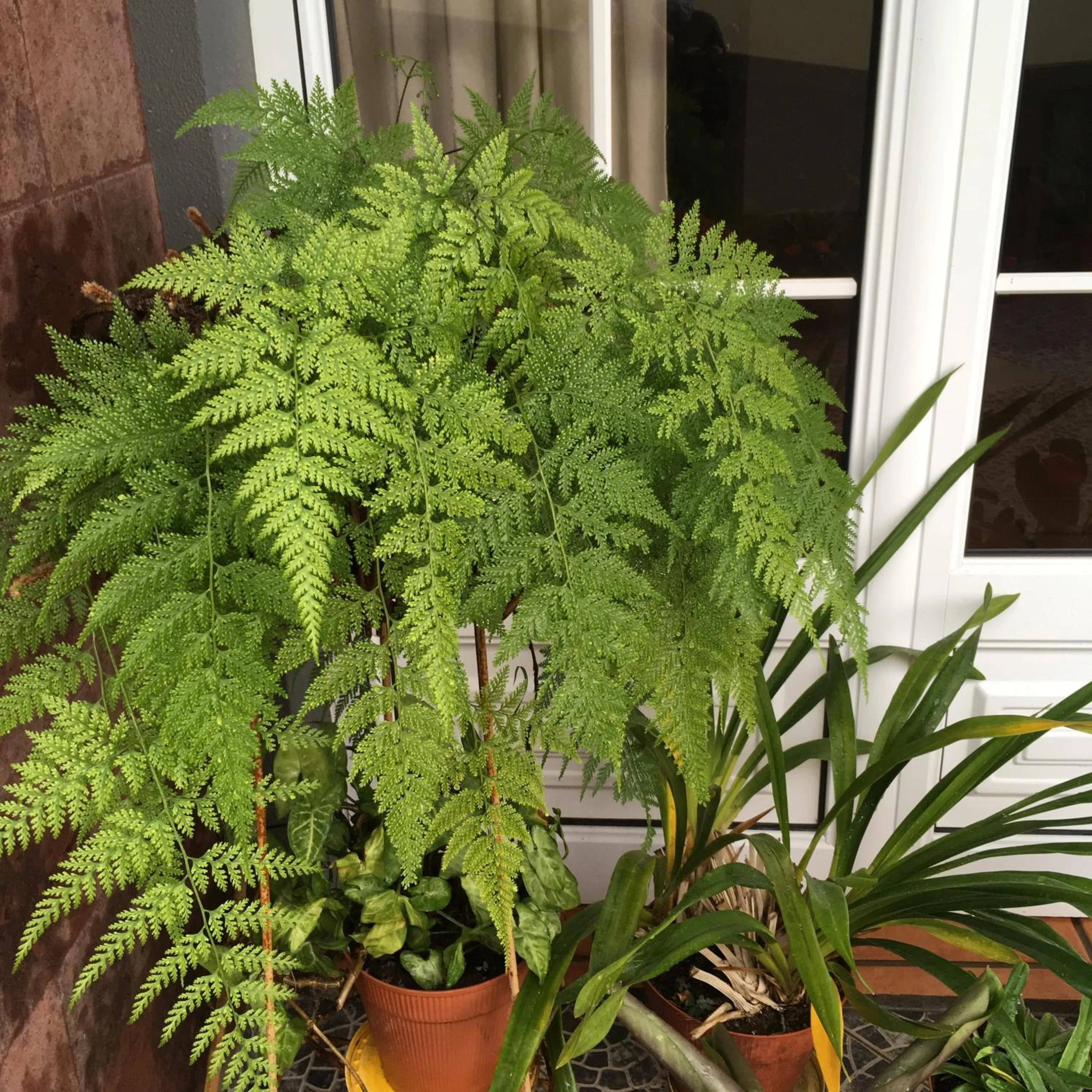 Garden in Casa do Til