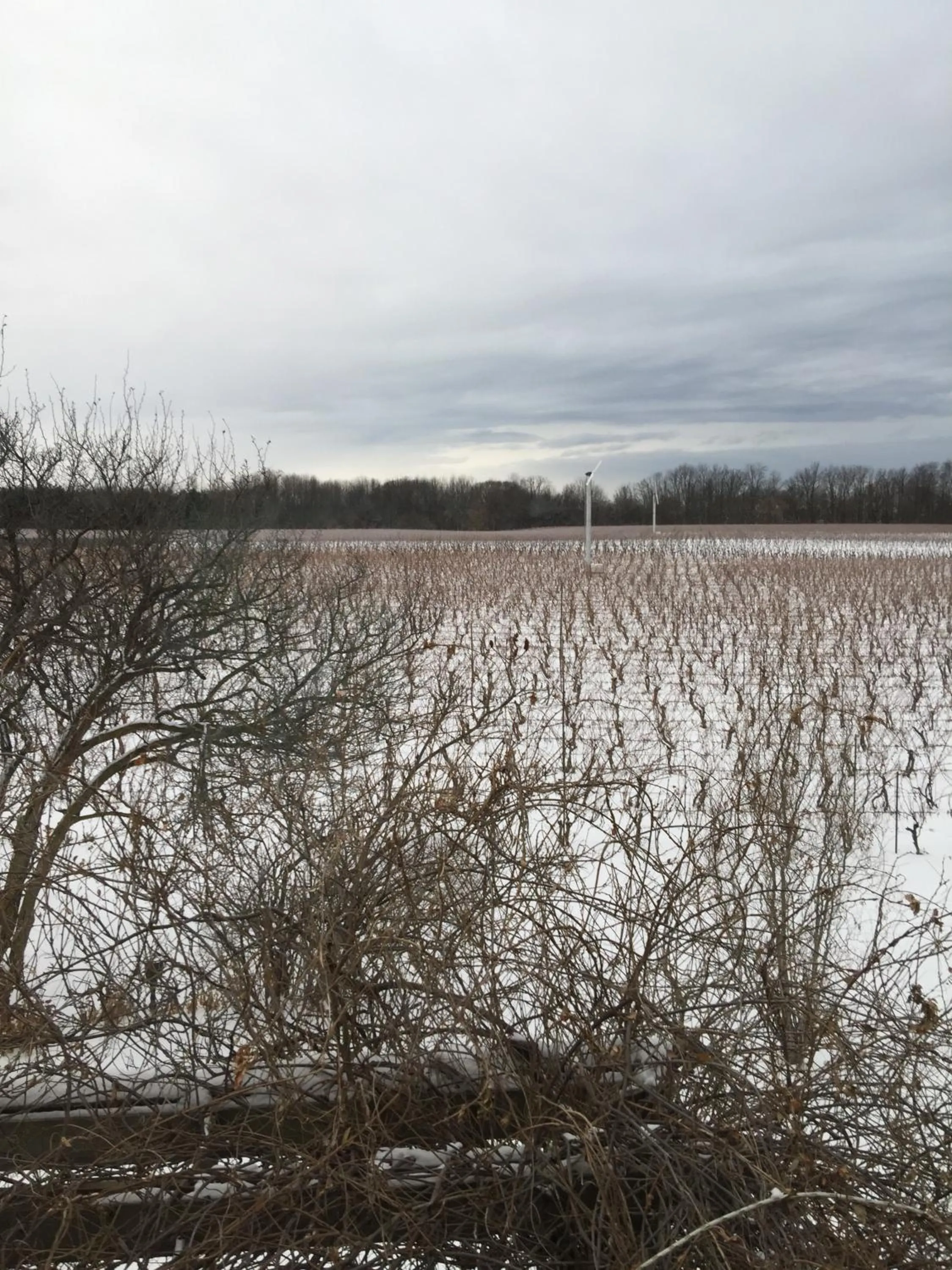 Garden view in Lulu's Bed & Breakfast